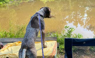 Caitlin S.'s photo of camping with pets at Jenny's Creek Family Campground near Chattahoochee-Oconee National Forest