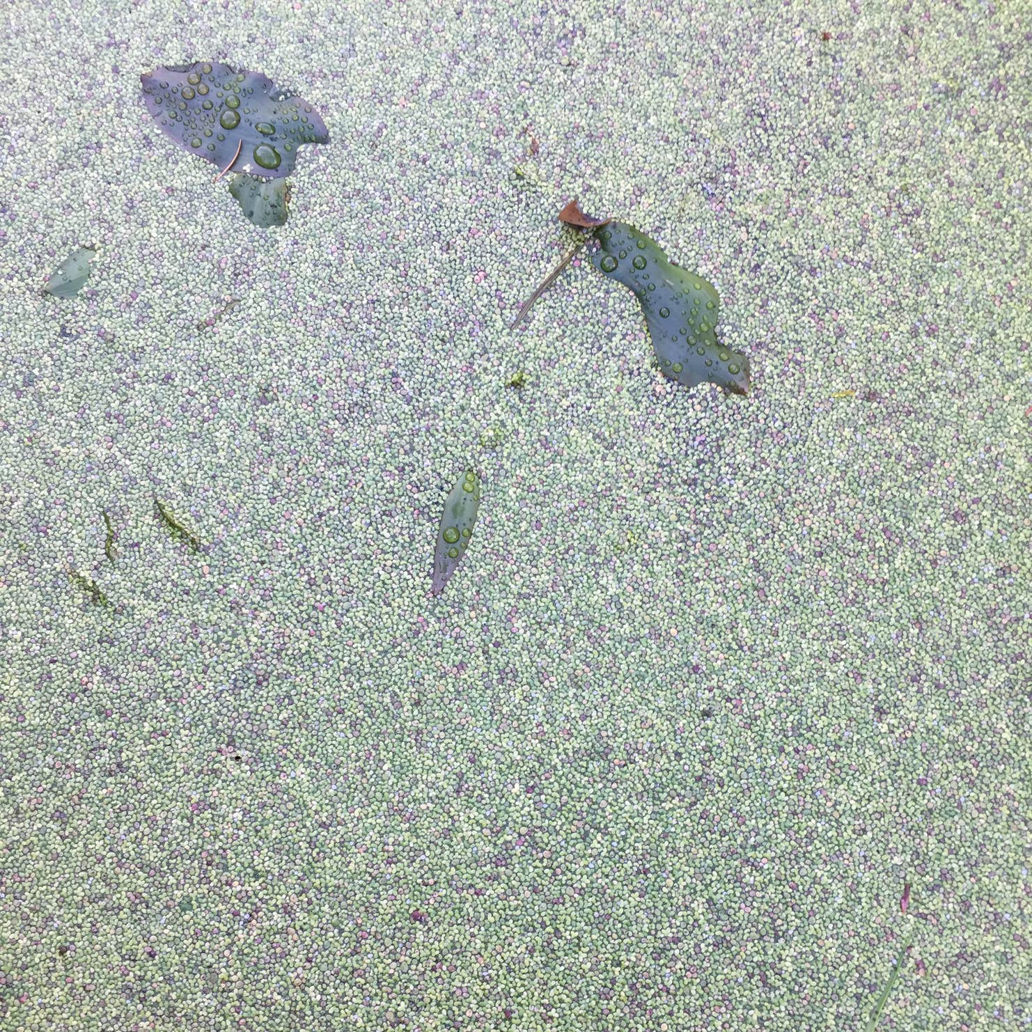 Alder Flat Camping Estacada, OR