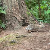 Review photo of Millersylvania State Park Campground by Jed G., July 27, 2023