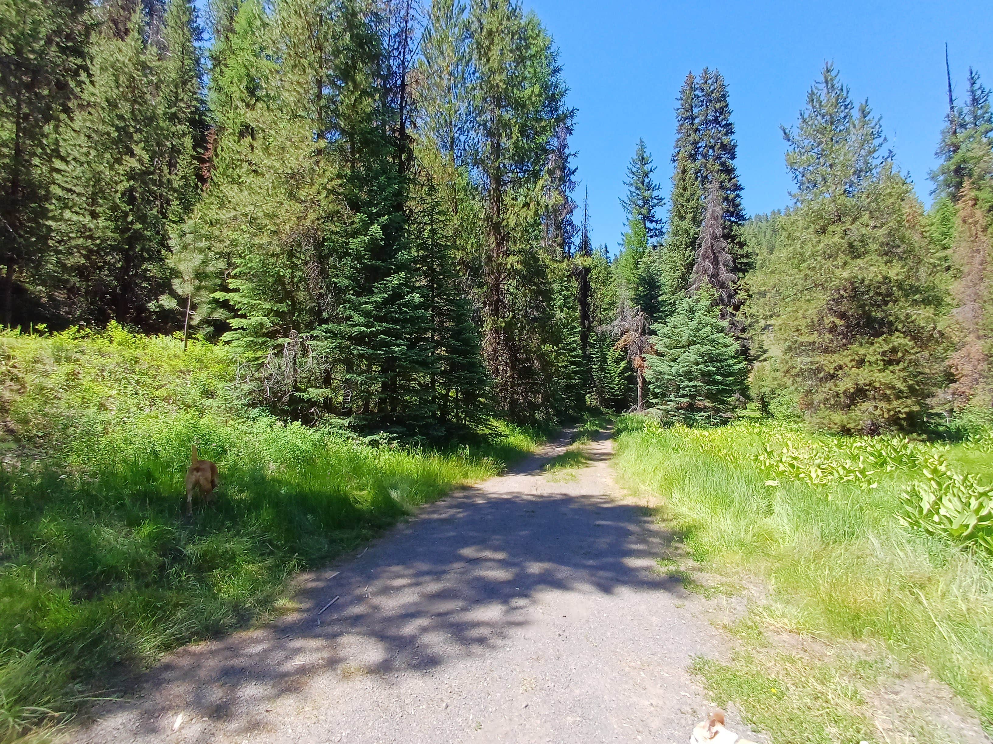 Laura M.'s photo of camping with pets at Lunch Creek near Baker City, OR