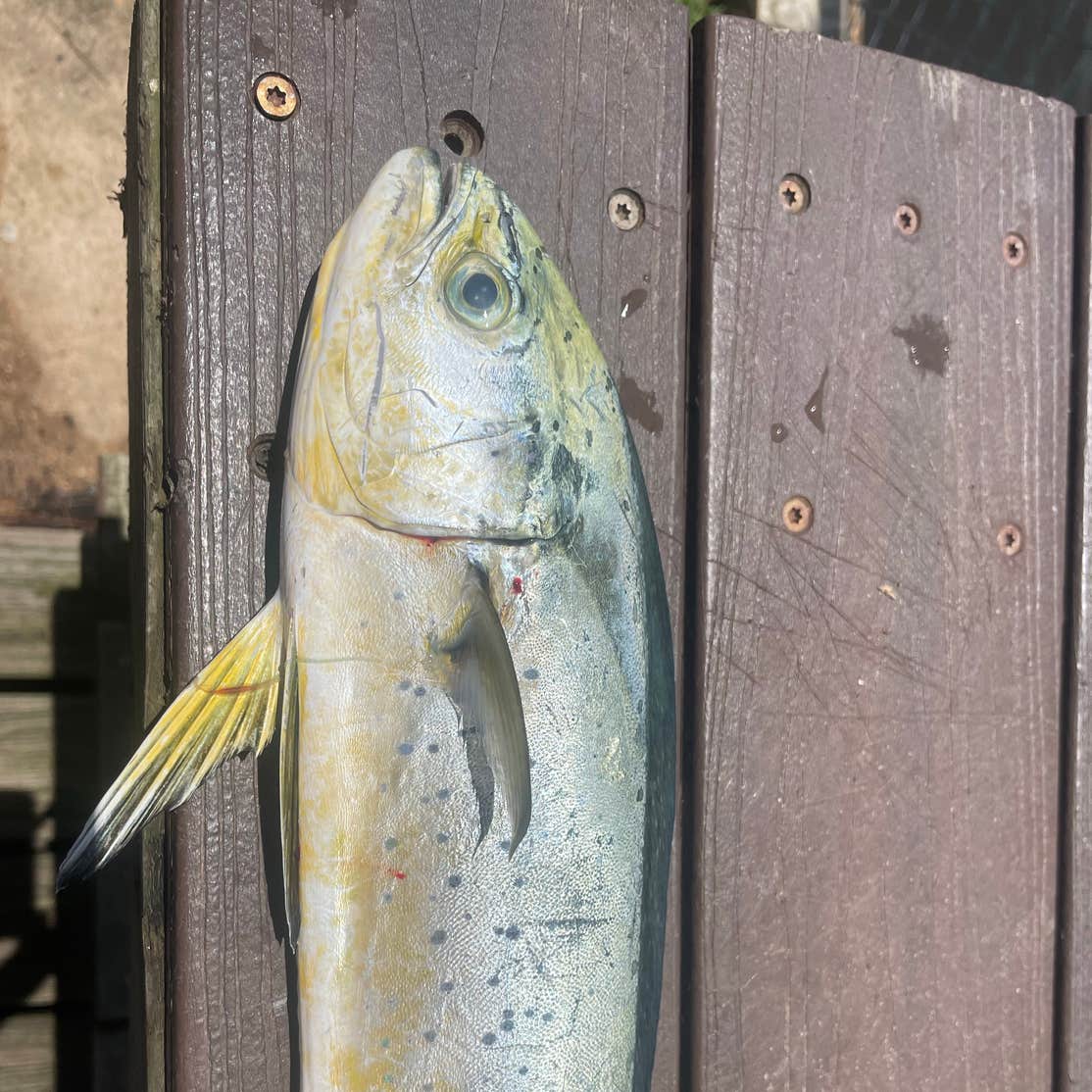 Pelican Nest RV Resort & Campground Dauphin Island, AL