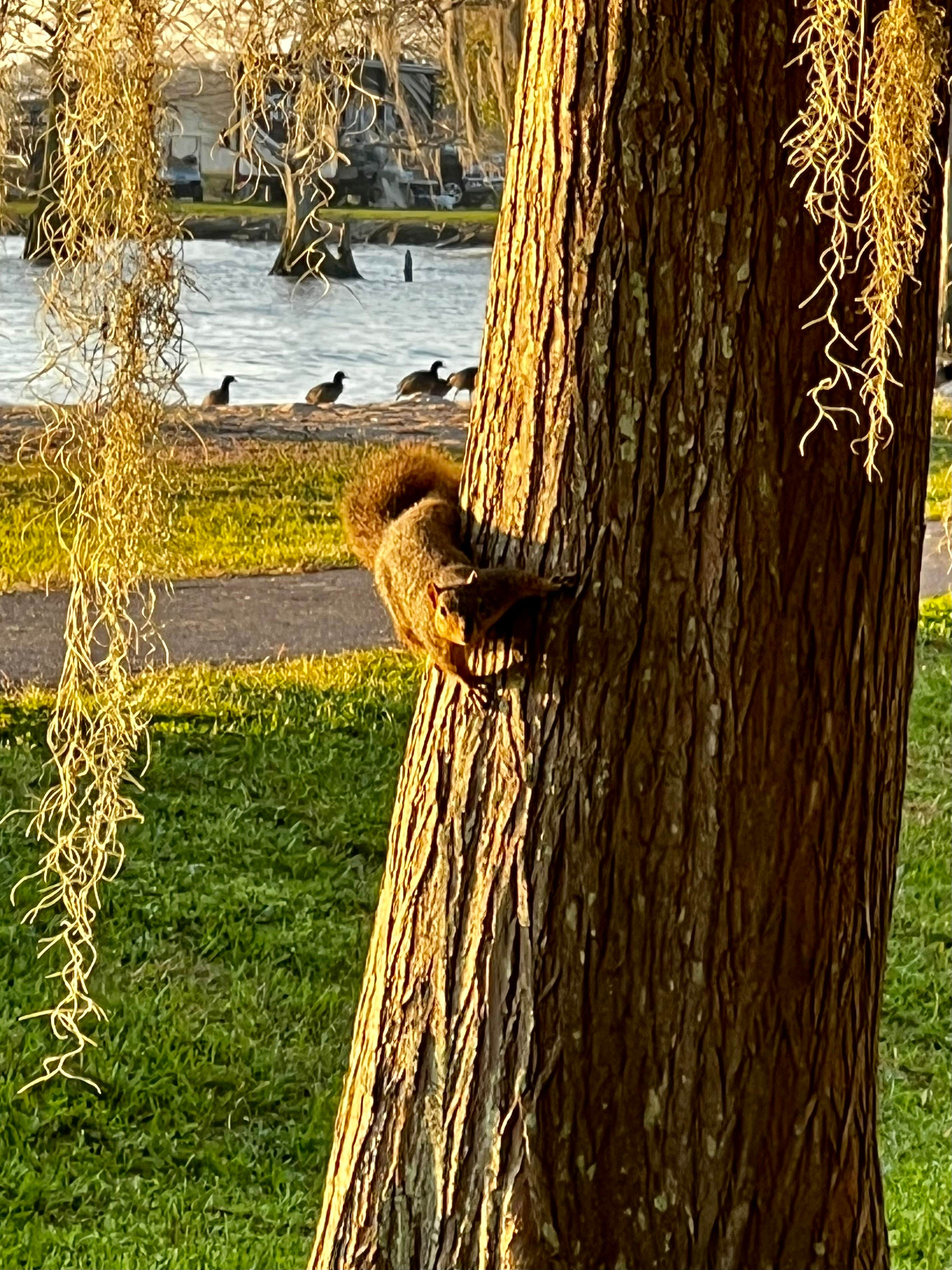 Matt R.'s photo of camping with pets at Lake End Park Campground & Marina near Prairieville, LA