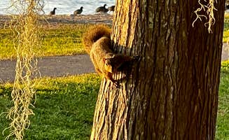 Matt R.'s photo of camping with pets at Lake End Park Campground & Marina near Franklin, LA