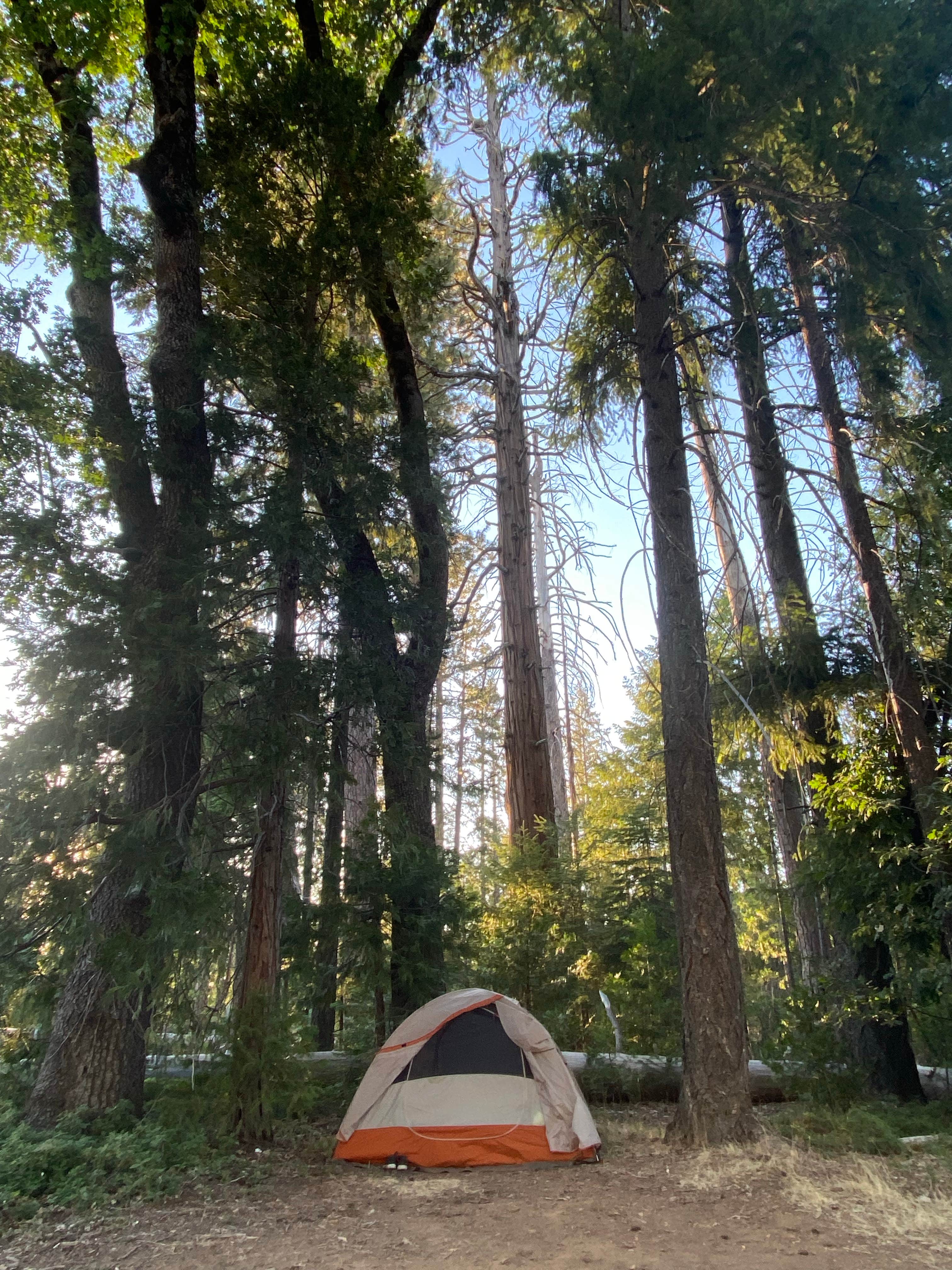 miranda's photo of tent camping at Hardin Flat Road near Angels, CA