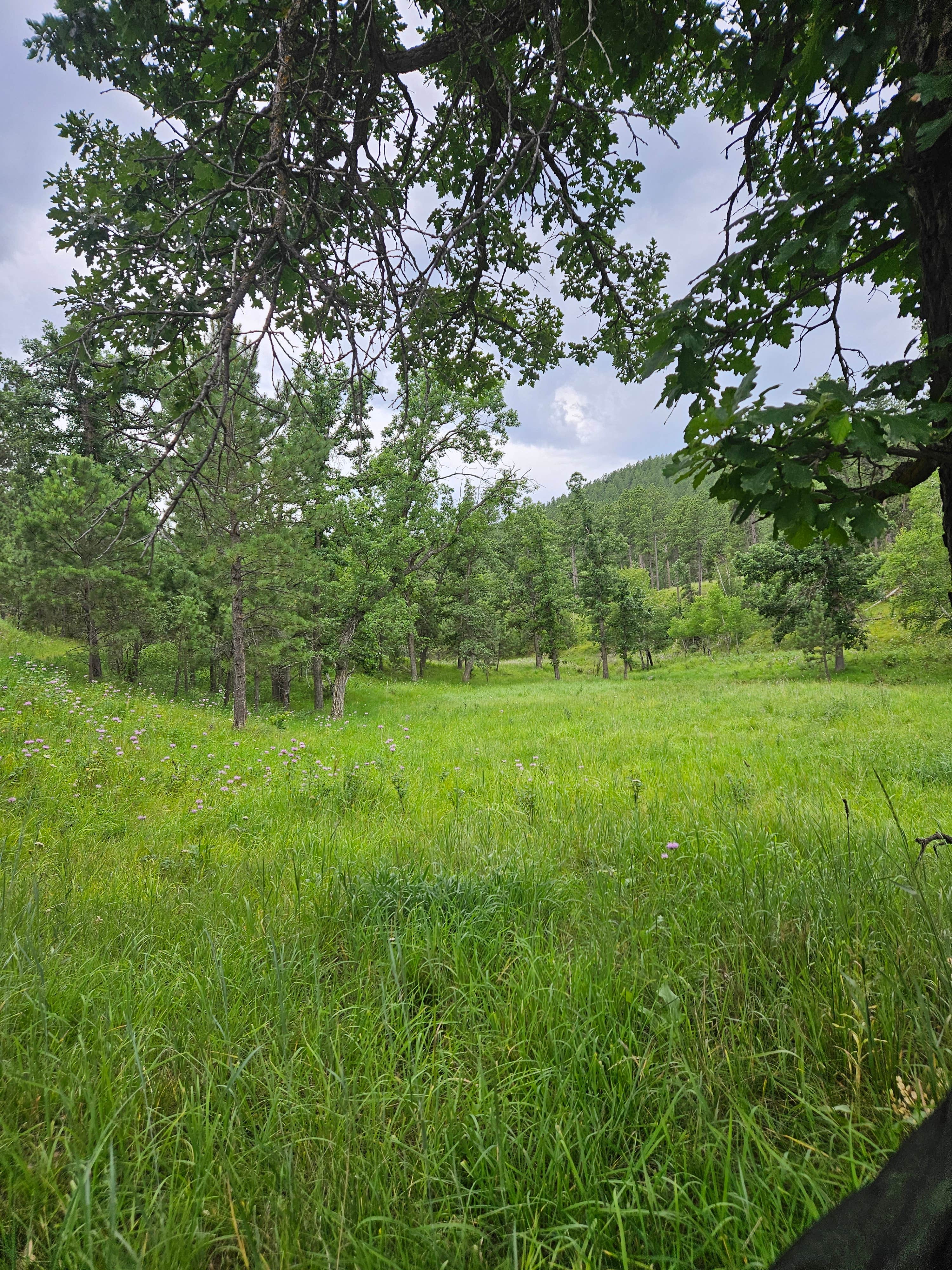 Camper submitted image from Dispersed Camping near Calumet Road - 2