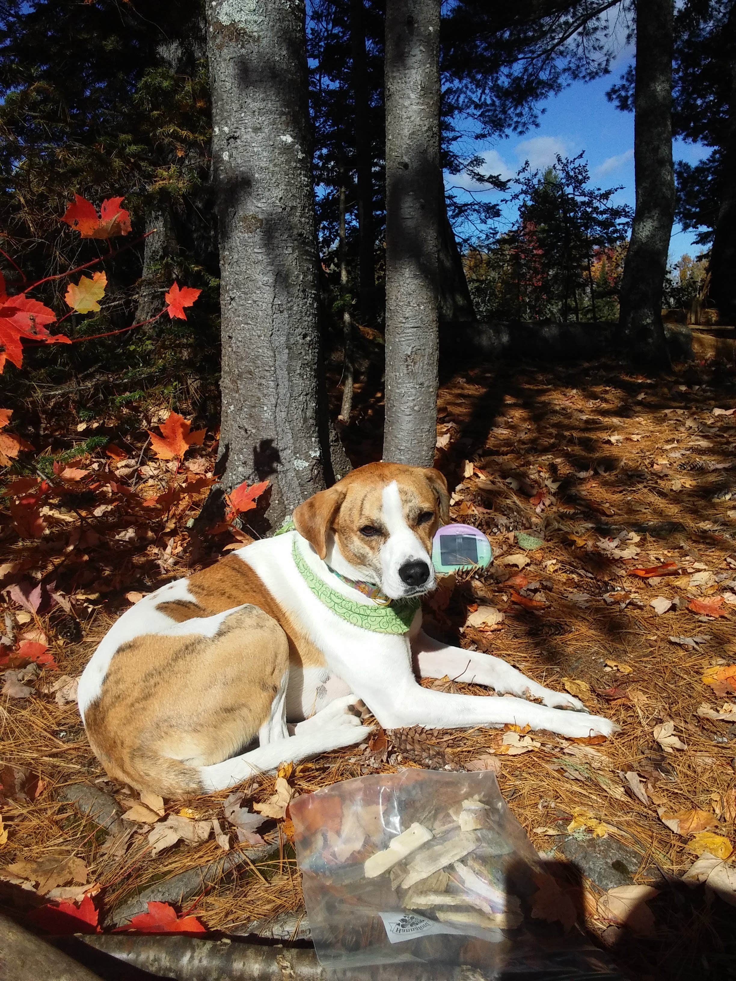 Camper-submitted photo at Remote Sites — Umbagog Lake State Park near Errol, NH