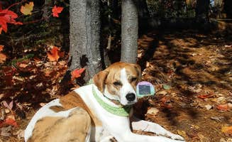 John L.'s photo of camping with pets at Remote Sites — Umbagog Lake State Park near Dixfield, ME