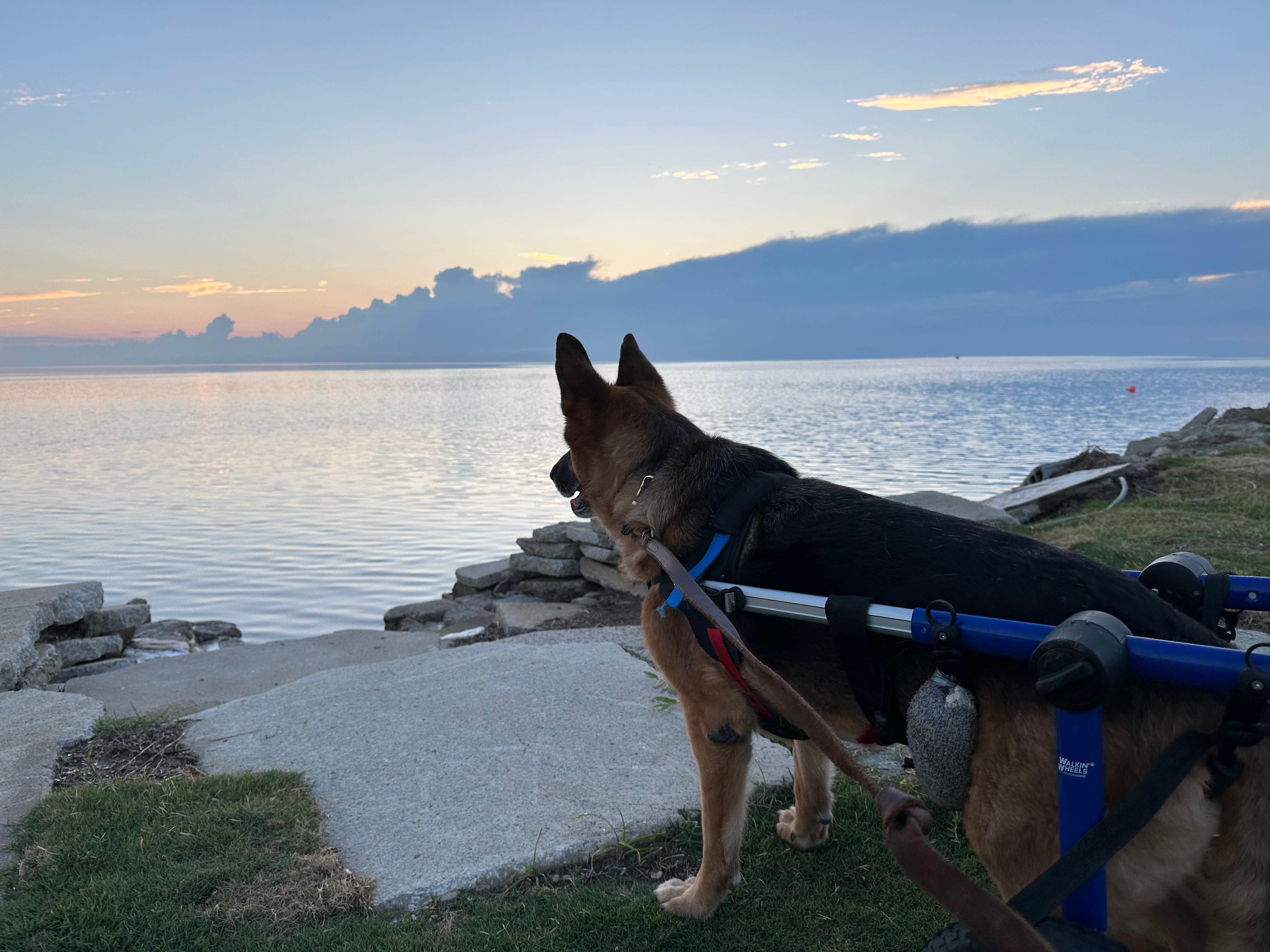Raquel R.'s photo of camping with pets at St Clair Landing Family Campground near Cape Hatteras National Seashore