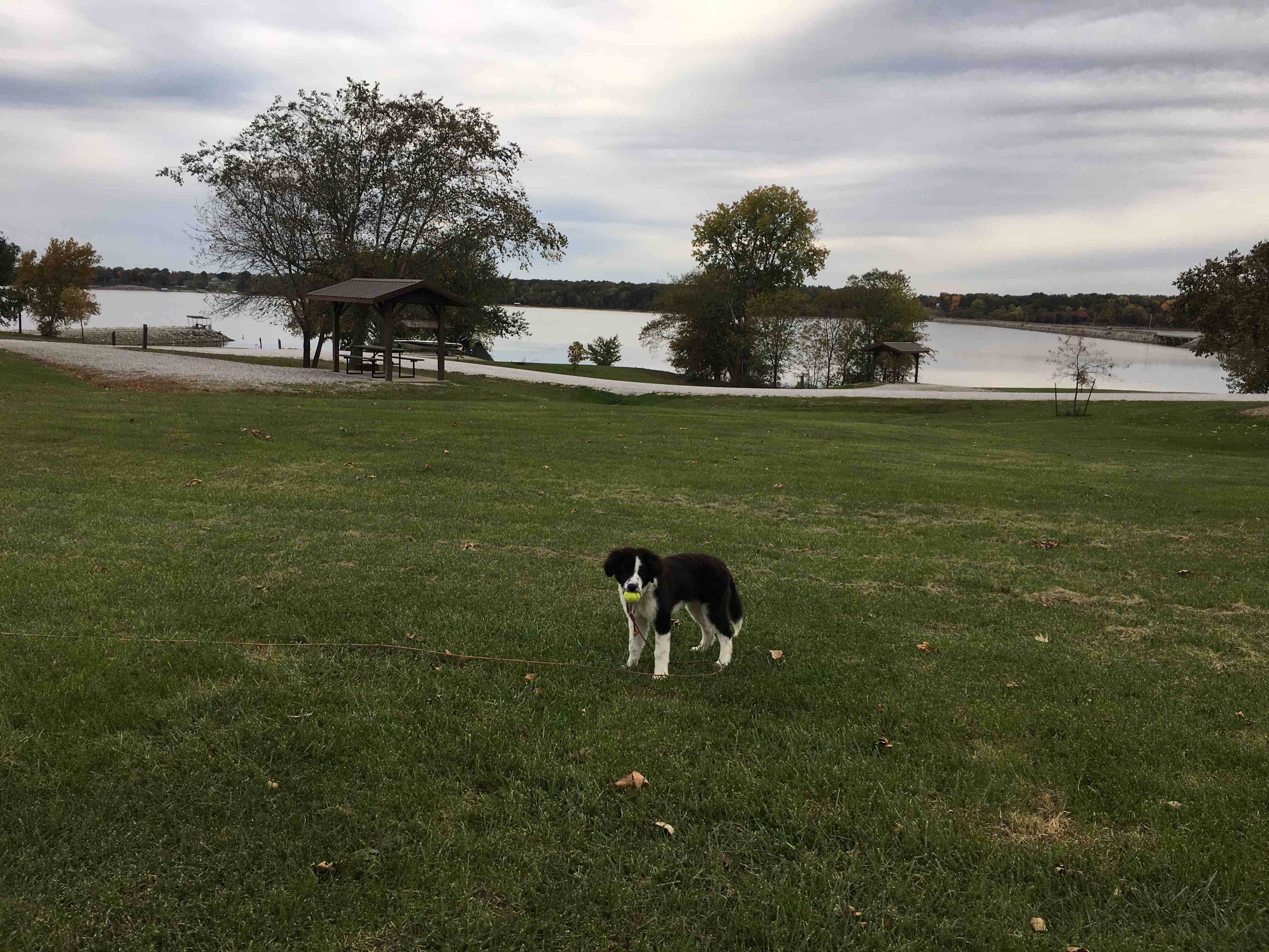 Emily G.'s photo of camping with pets at Thomas Hill Reservoir Conservation Area near Kirksville, MO