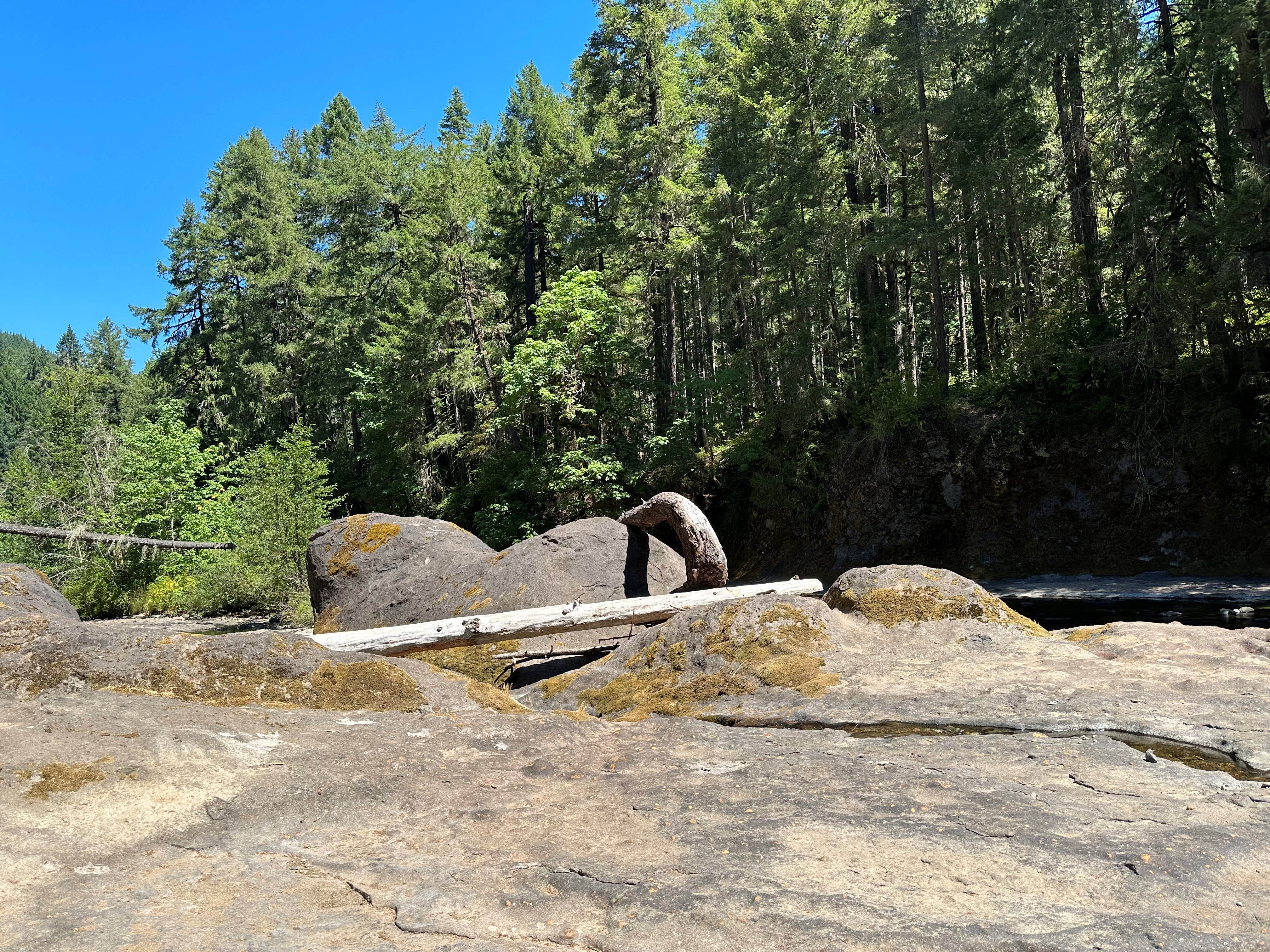 Camper-submitted photo at Sharps Creek near Dorena, OR