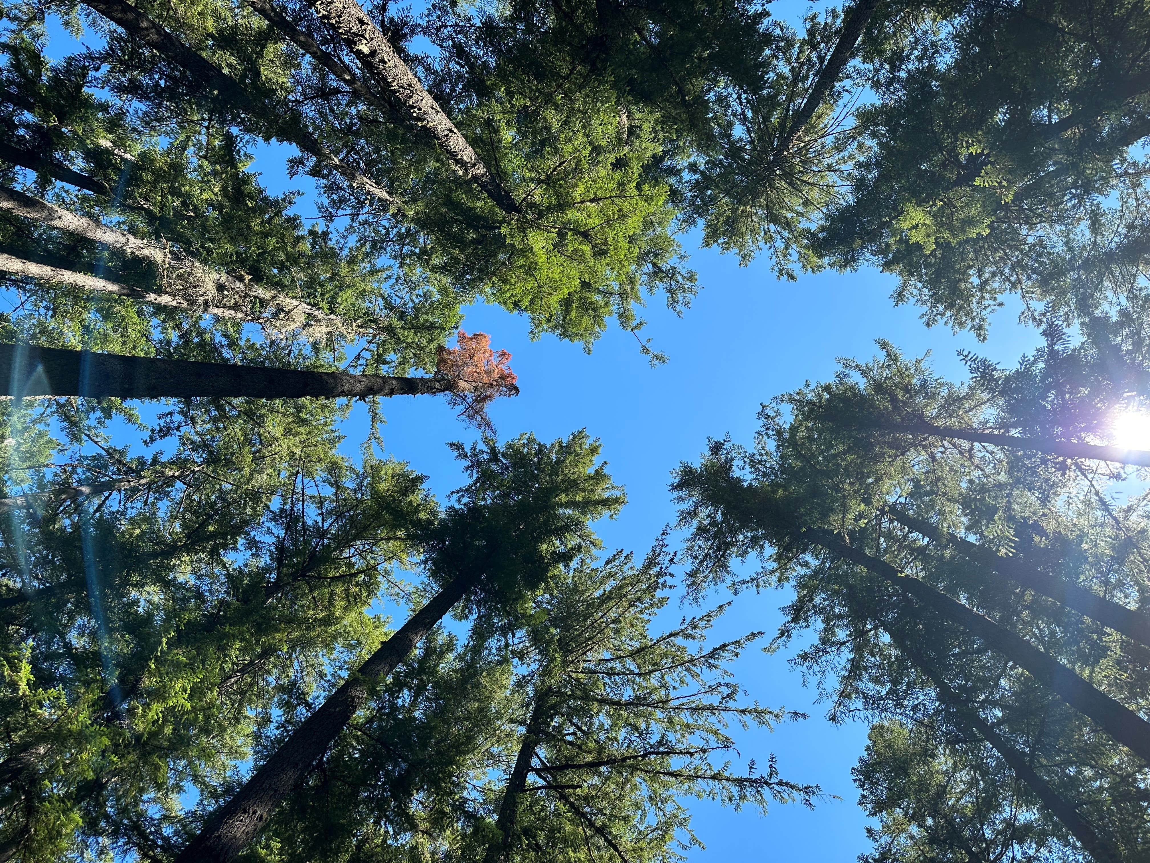 Camper-submitted photo at Sharps Creek near Dorena, OR