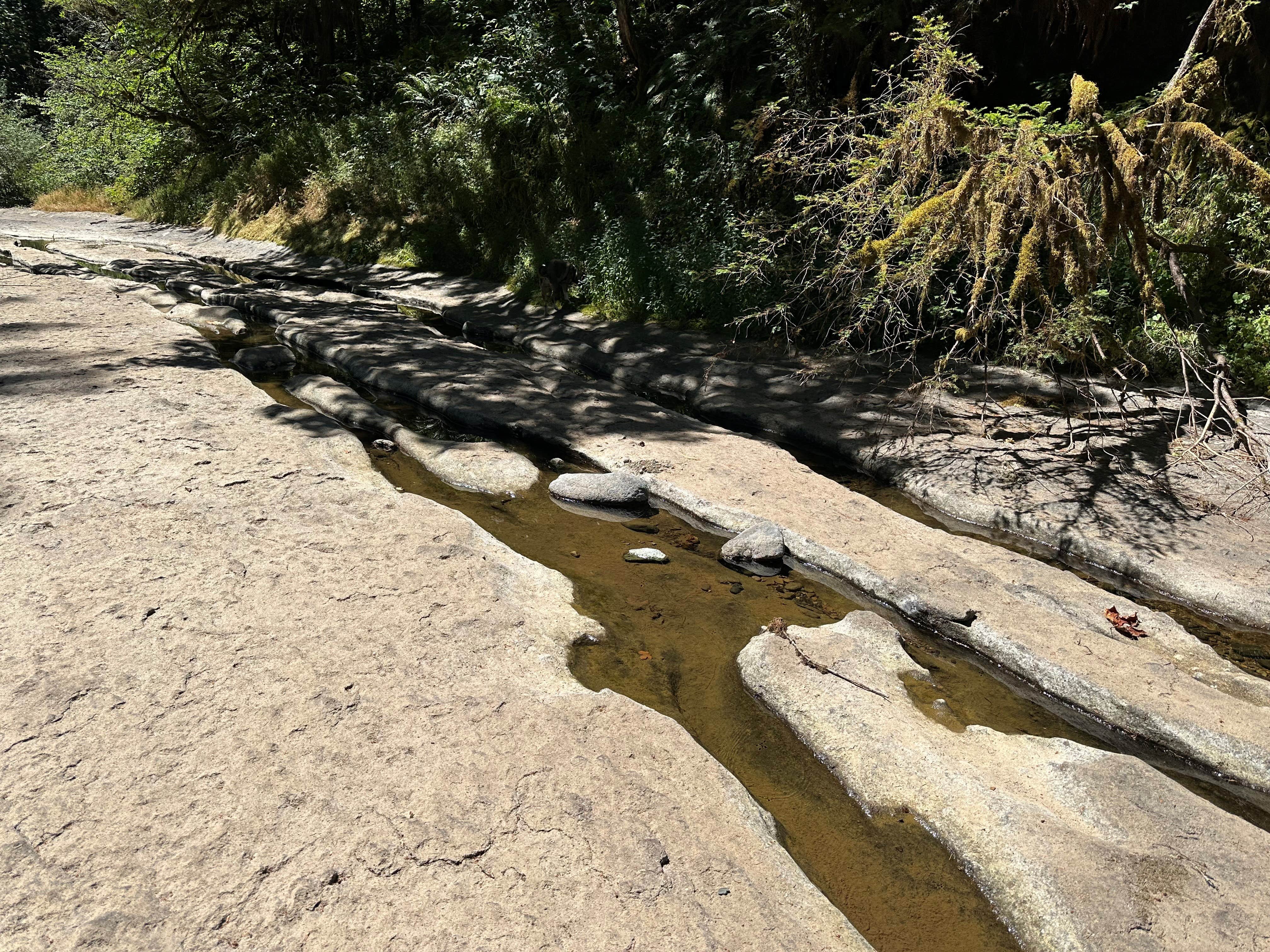 Camper-submitted photo at Sharps Creek near Dorena, OR