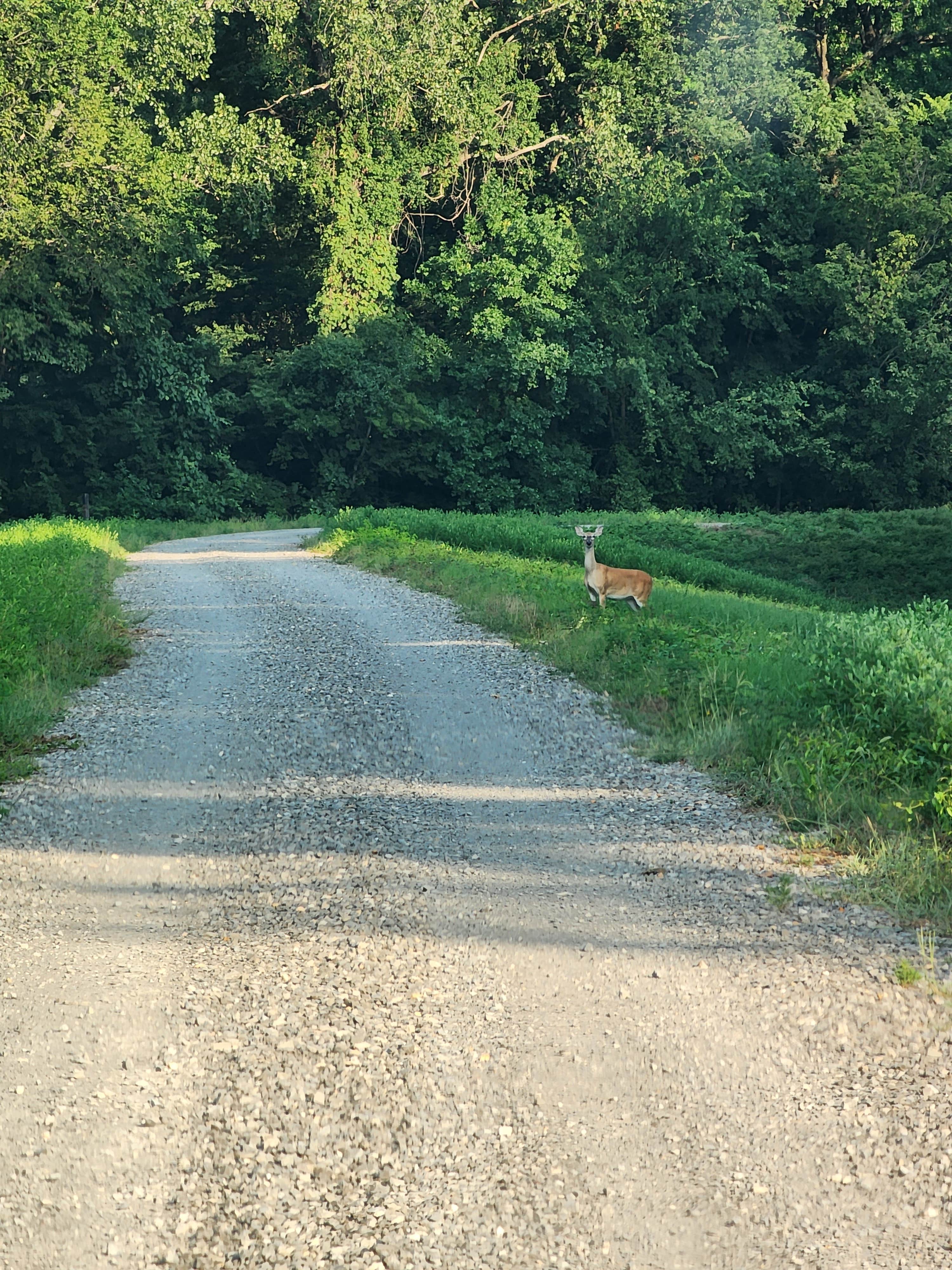 Camper-submitted photo at Riverview MDC Donaldson Point near New Madrid, MO