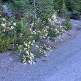 Review photo of Mount Hood National Forest - NF 2656 -Dispersed Camping by Emma B., July 29, 2023