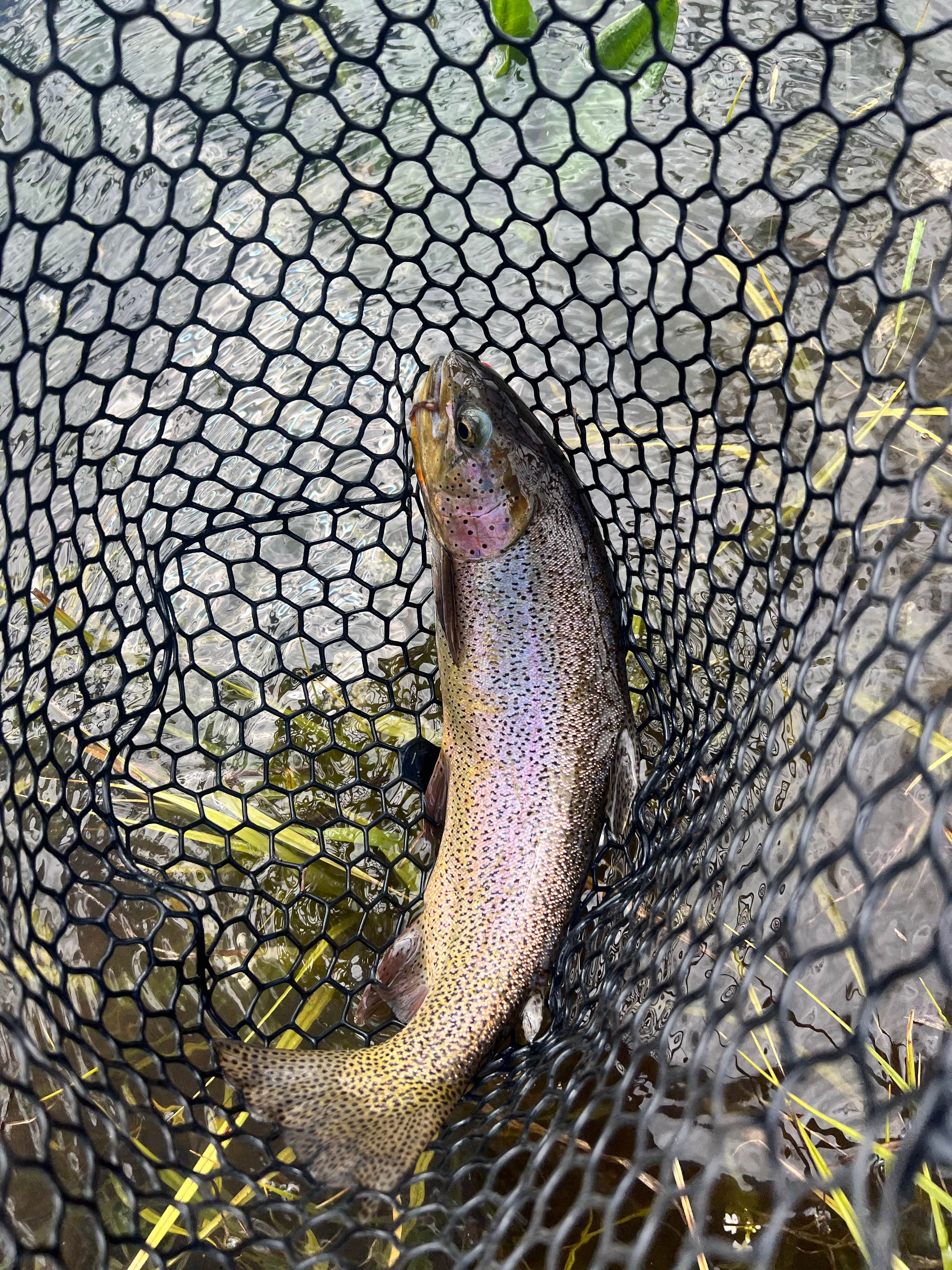 Camper-submitted photo at Elk Creek Campground (rio Grande Nf) near Antonito, CO