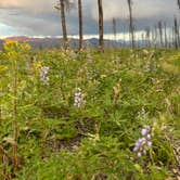 Review photo of NFSR 120 Dispersed Site - Arapaho National Forest by Maghan M., July 29, 2023