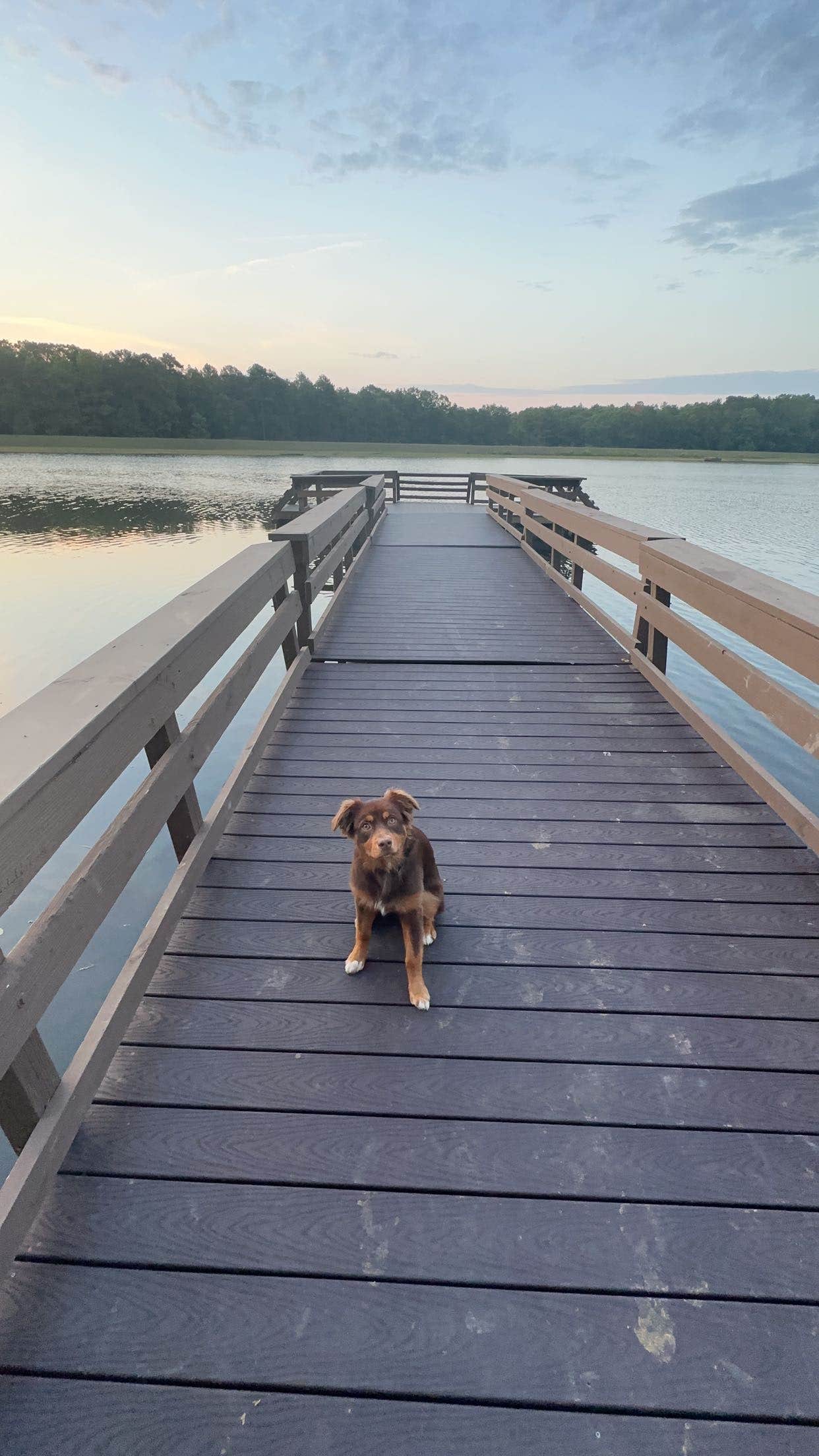 Ozzie L.'s photo of camping with pets at Pinewoods Lake Rec Area — Mark Twain National Forest near Poplar Bluff, MO
