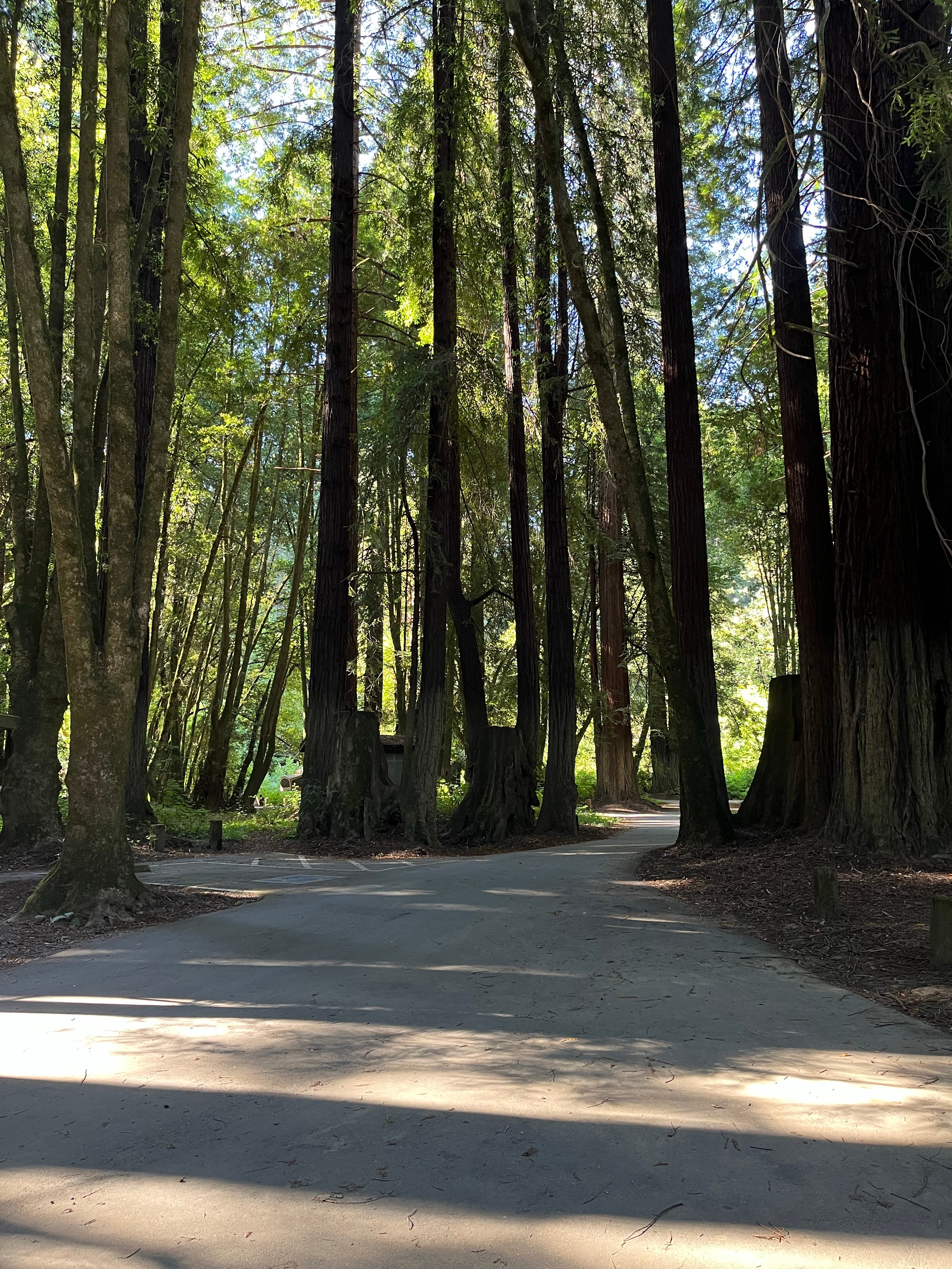 Camper submitted image from Paul M. Demmick Campground — Navarro River Redwoods State Park - 2