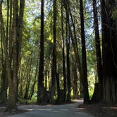 Review photo of Paul M. Demmick Campground — Navarro River Redwoods State Park by L , July 29, 2023