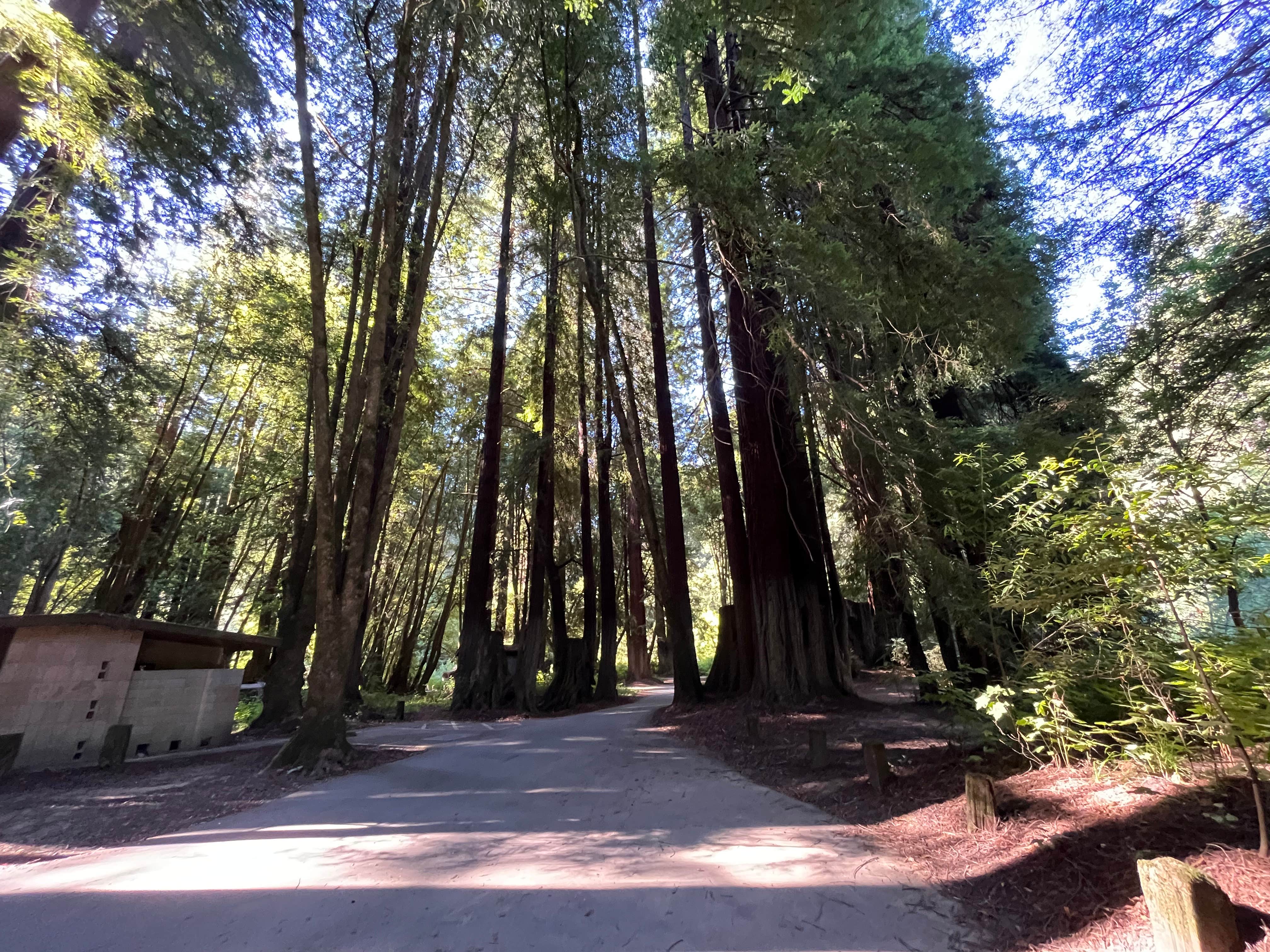 Camper-submitted photo at Paul M. Demmick Campground — Navarro River Redwoods State Park near Comptche, CA