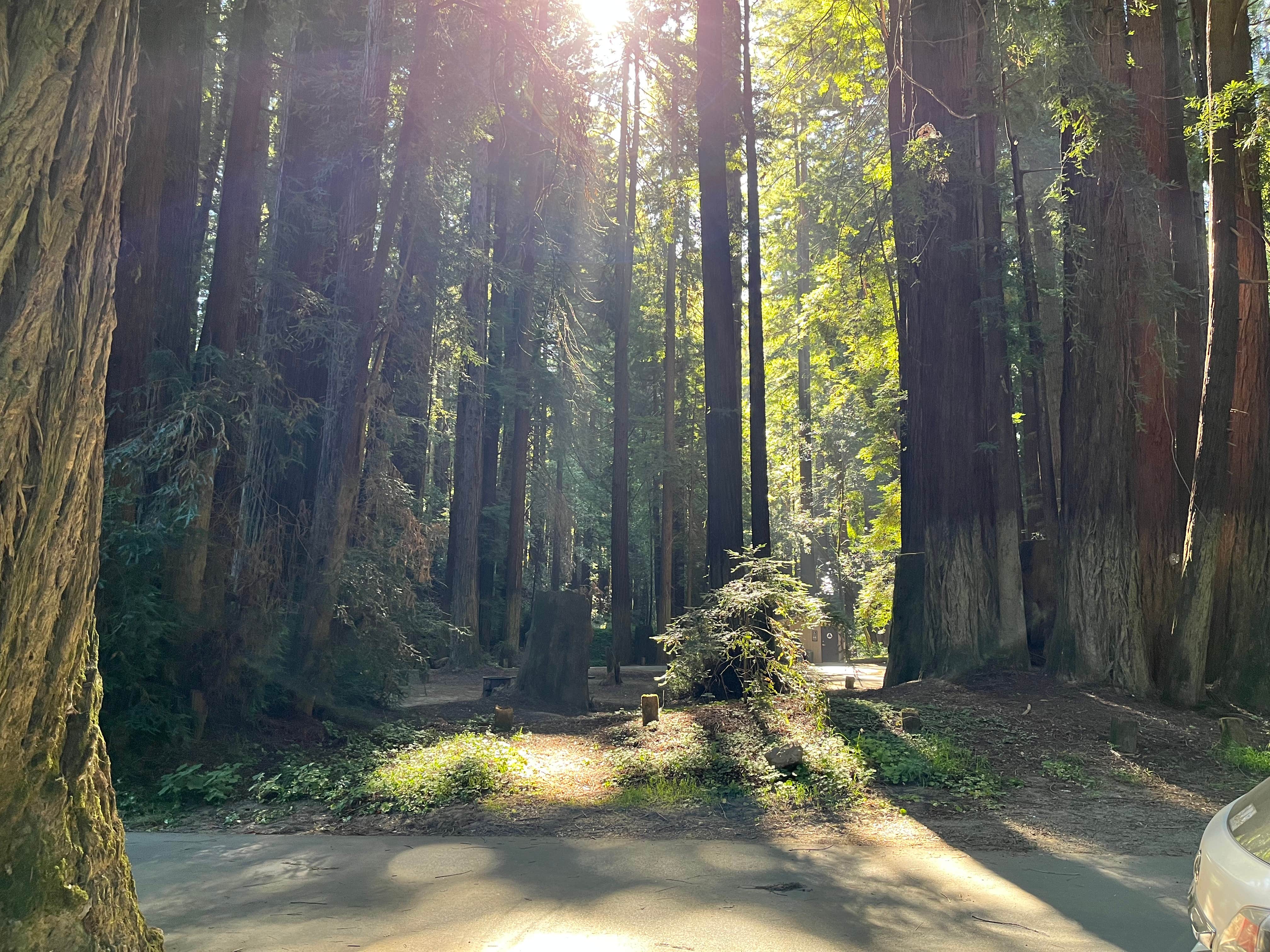Camper-submitted photo at Paul M. Demmick Campground — Navarro River Redwoods State Park near Albion, CA