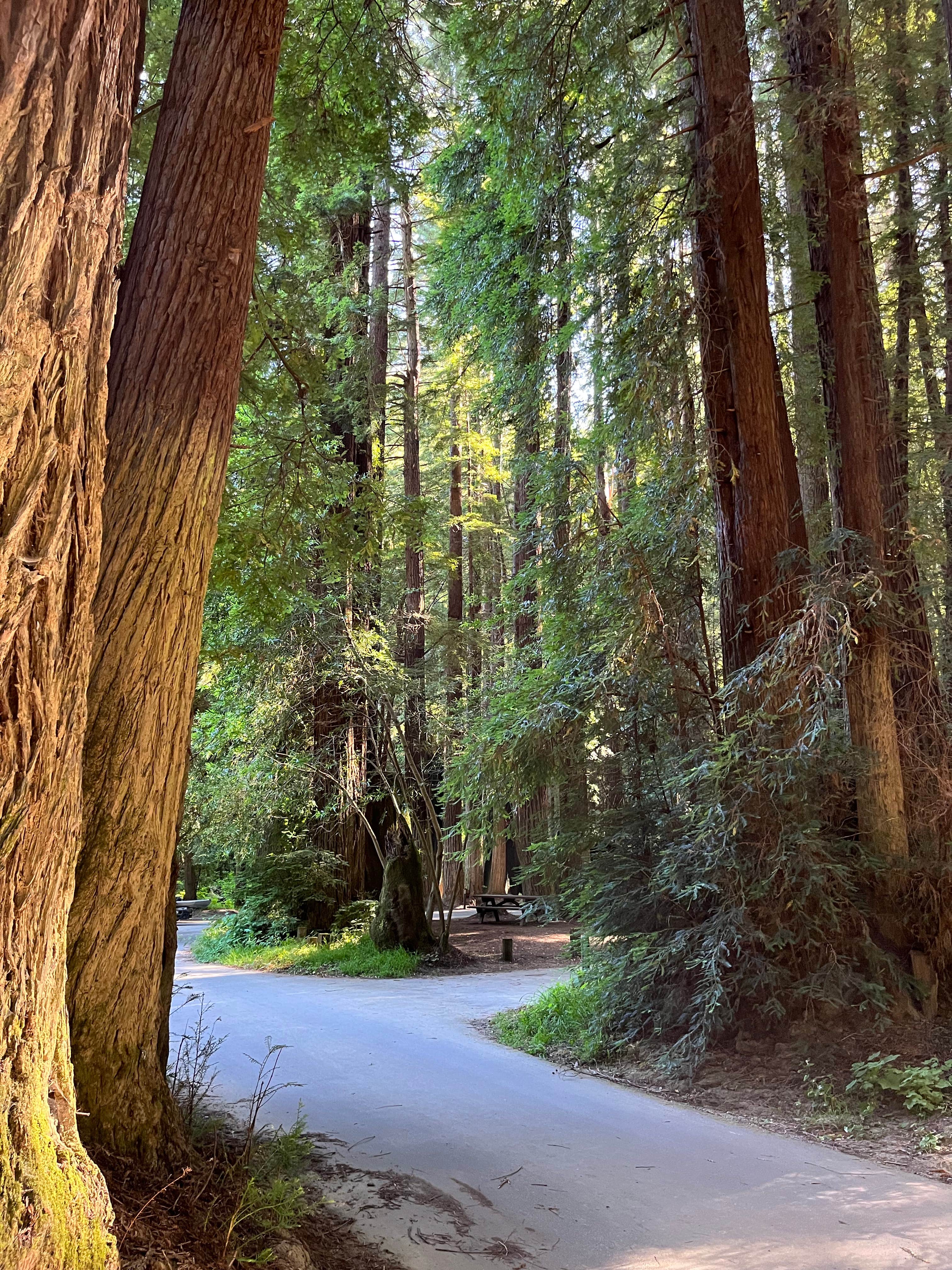 Camper-submitted photo at Paul M. Demmick Campground — Navarro River Redwoods State Park near Albion, CA
