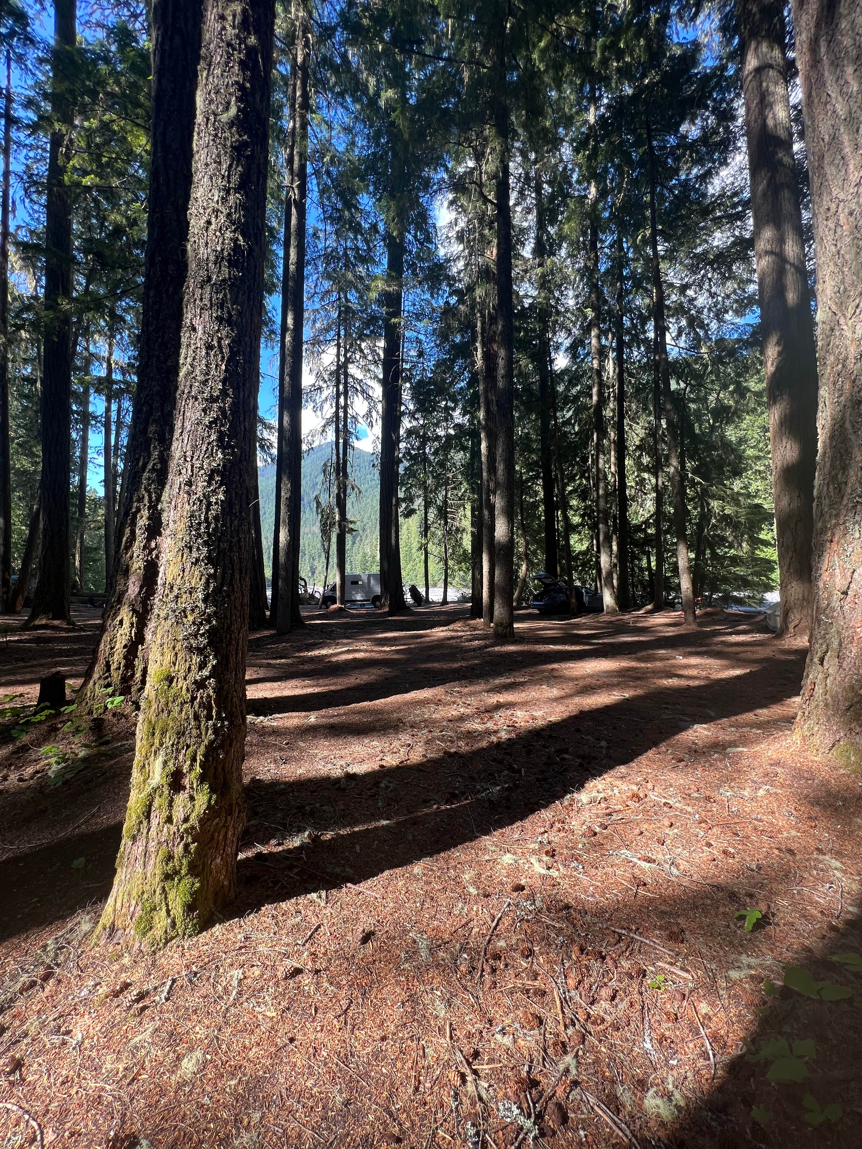 Camper submitted image from White River Dispersed Camping - 3
