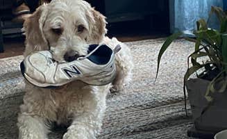 Mary G.'s photo of camping with pets at Hidden Lake Farm in Connecticut
