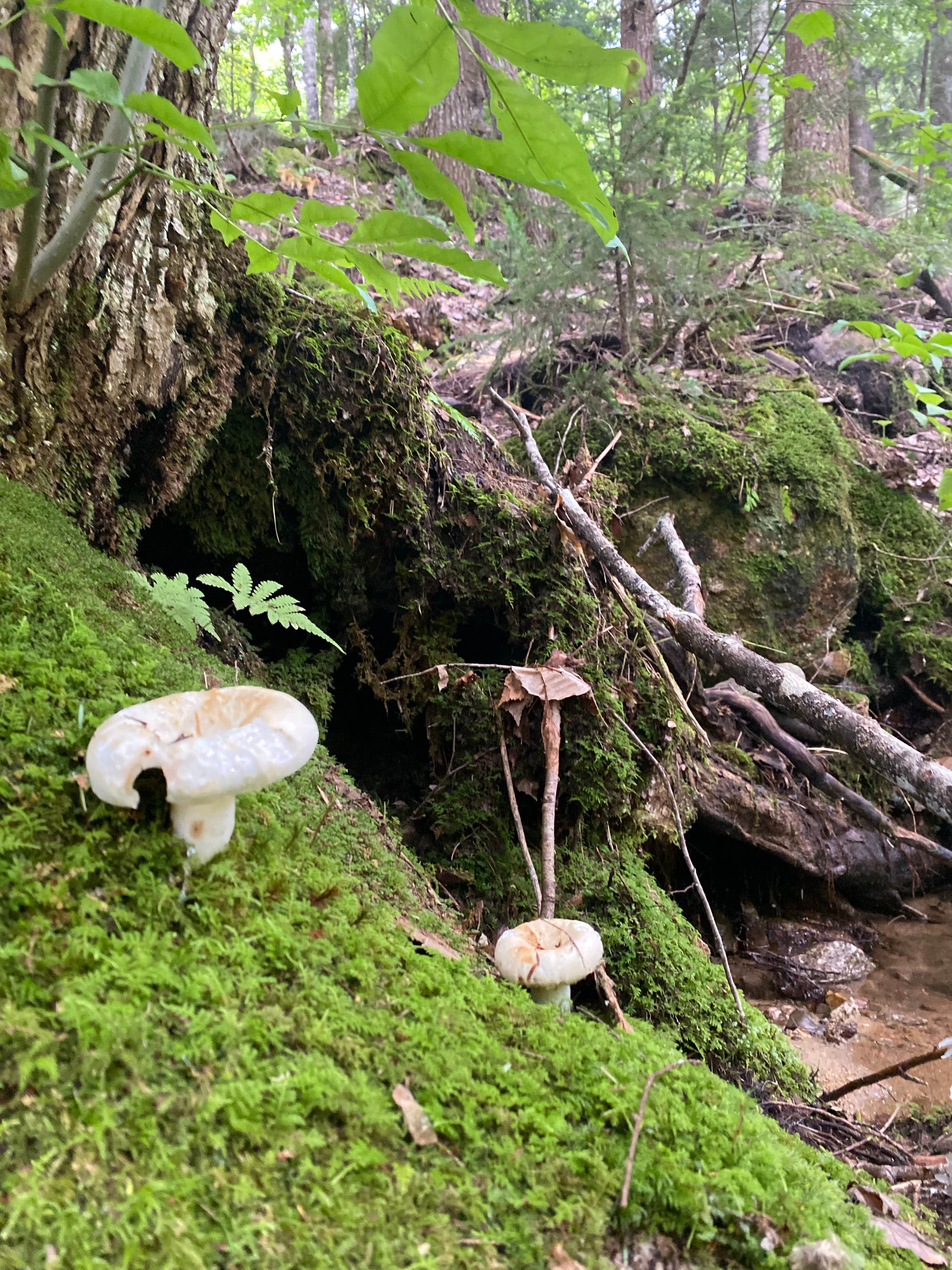 Town Hall Road Dispersed