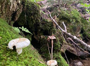 Town Hall Road Dispersed