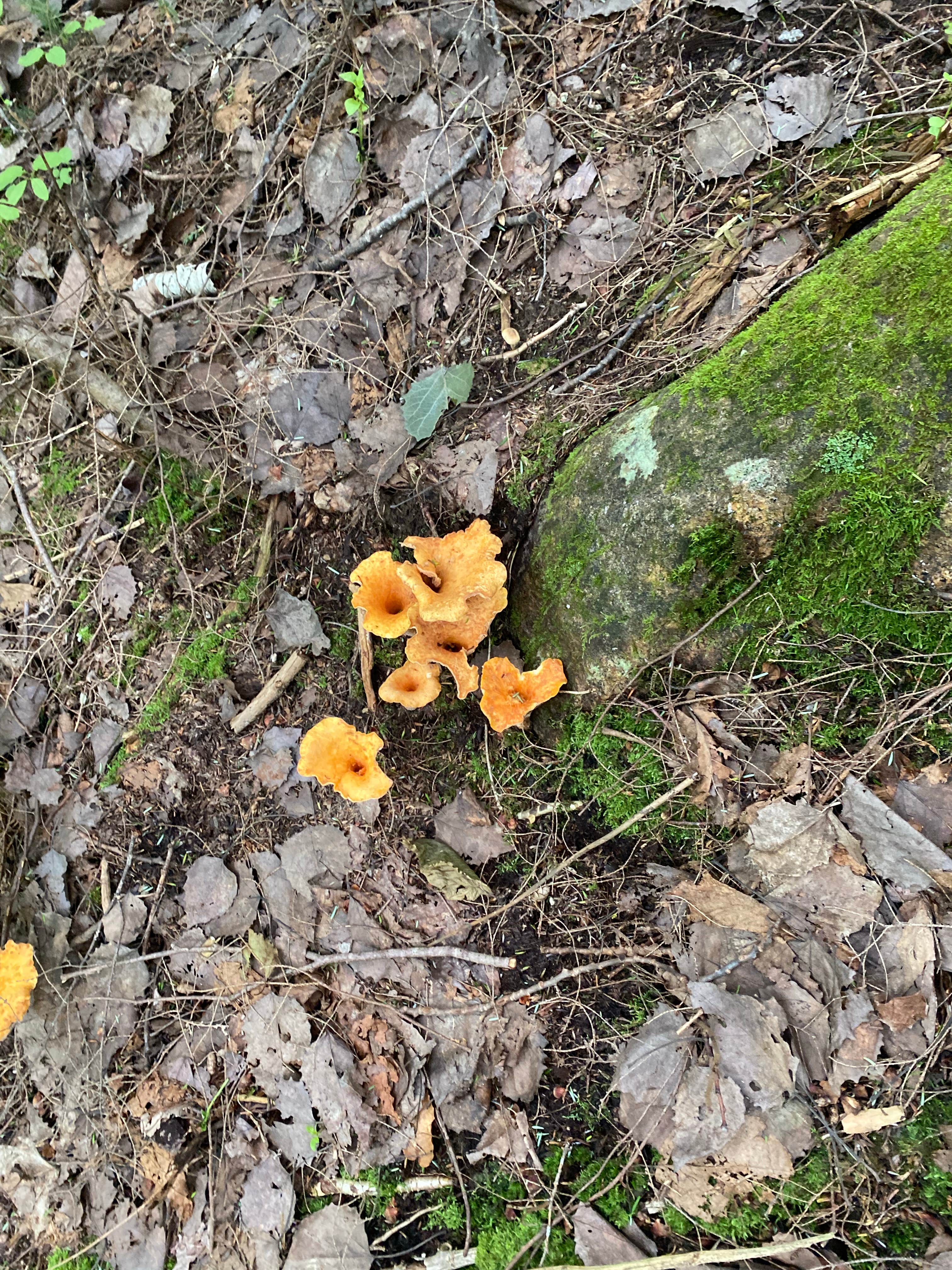 Camper-submitted photo at Town Hall Road Dispersed near Randolph, NH