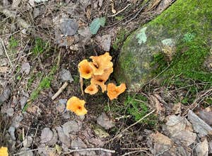 Town Hall Road Dispersed