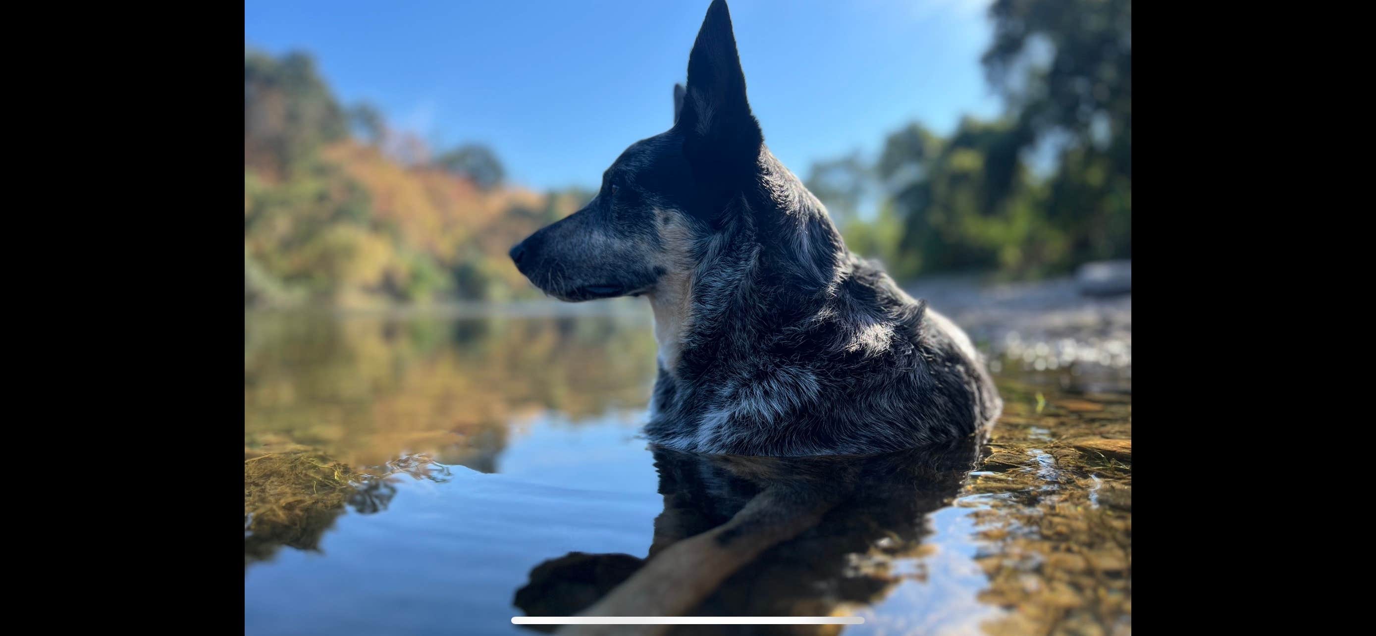 Eric A.'s photo of camping with pets at Cole Ranch near Los Banos, CA