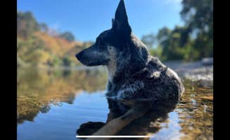 Eric A.'s photo of camping with pets at Cole Ranch near Waterford, CA
