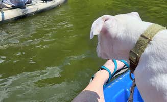 Angel N.'s photo of camping with pets at Salacoa Creek Park near Adairsville, GA