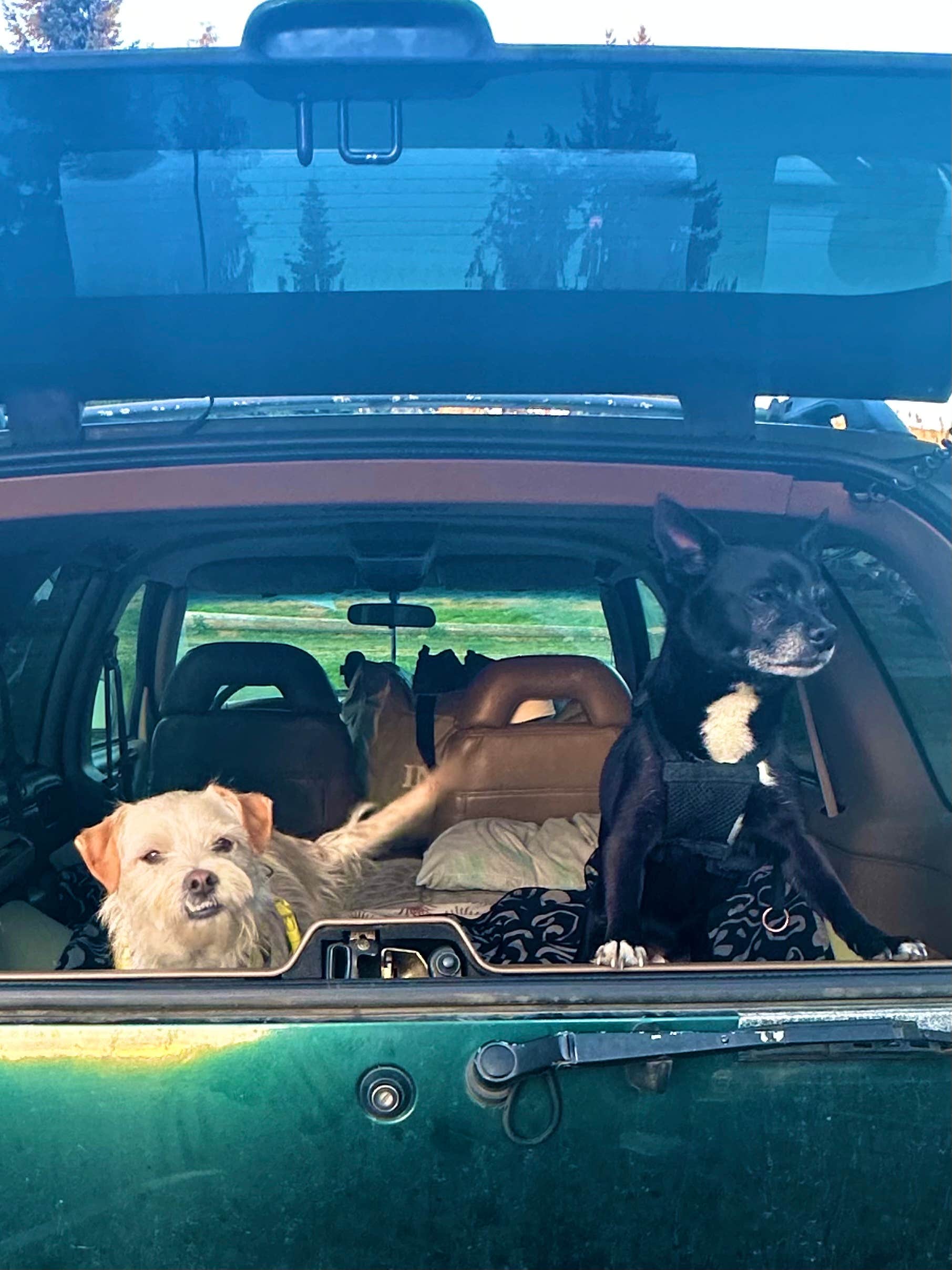 Tori E.'s photo of camping with pets at Elwha Dam RV Park near Carlsborg, WA