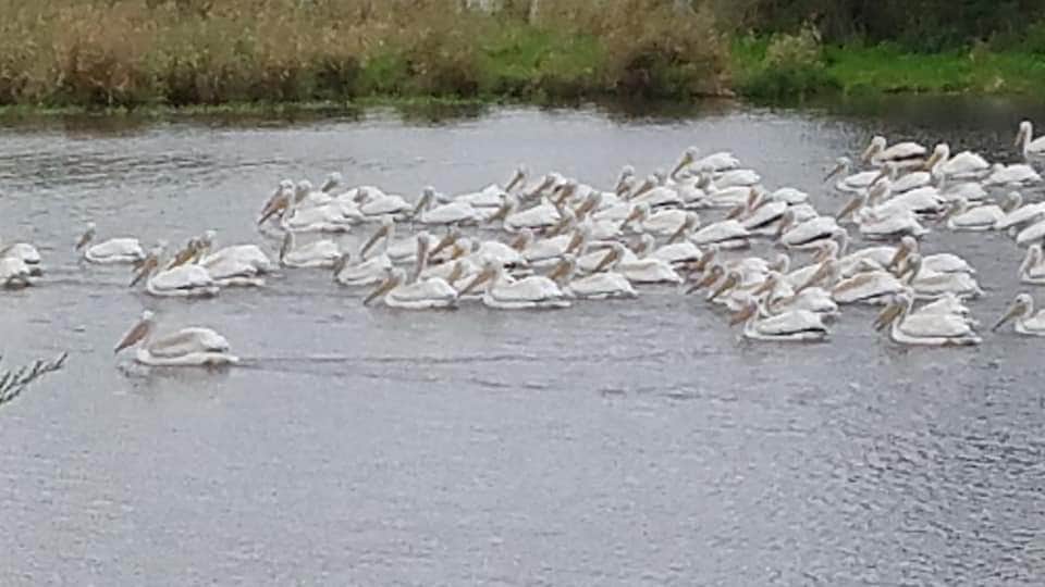Camper-submitted photo at Windmill Lake Co Park near Villisca, IA