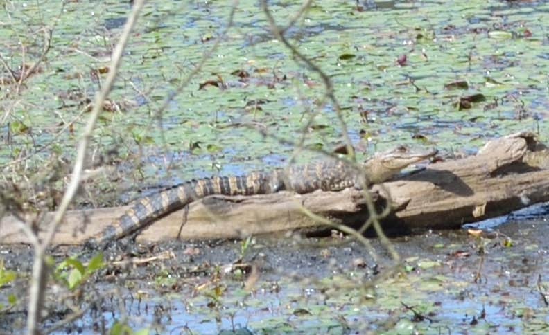 Camper submitted image from Lake Lincoln State Park Campground - 4