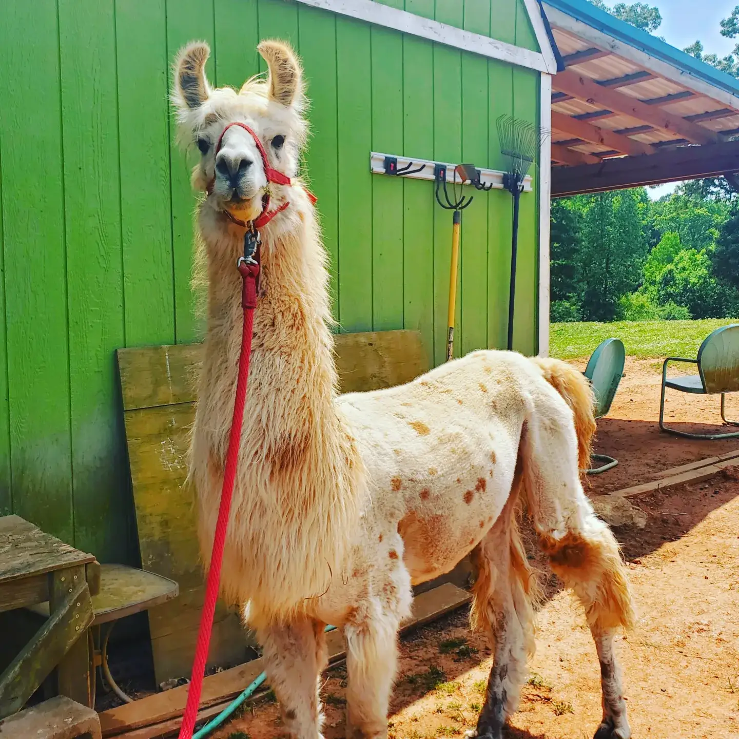 Camper-submitted photo at Llamas on the Loose Farm near Winston, GA