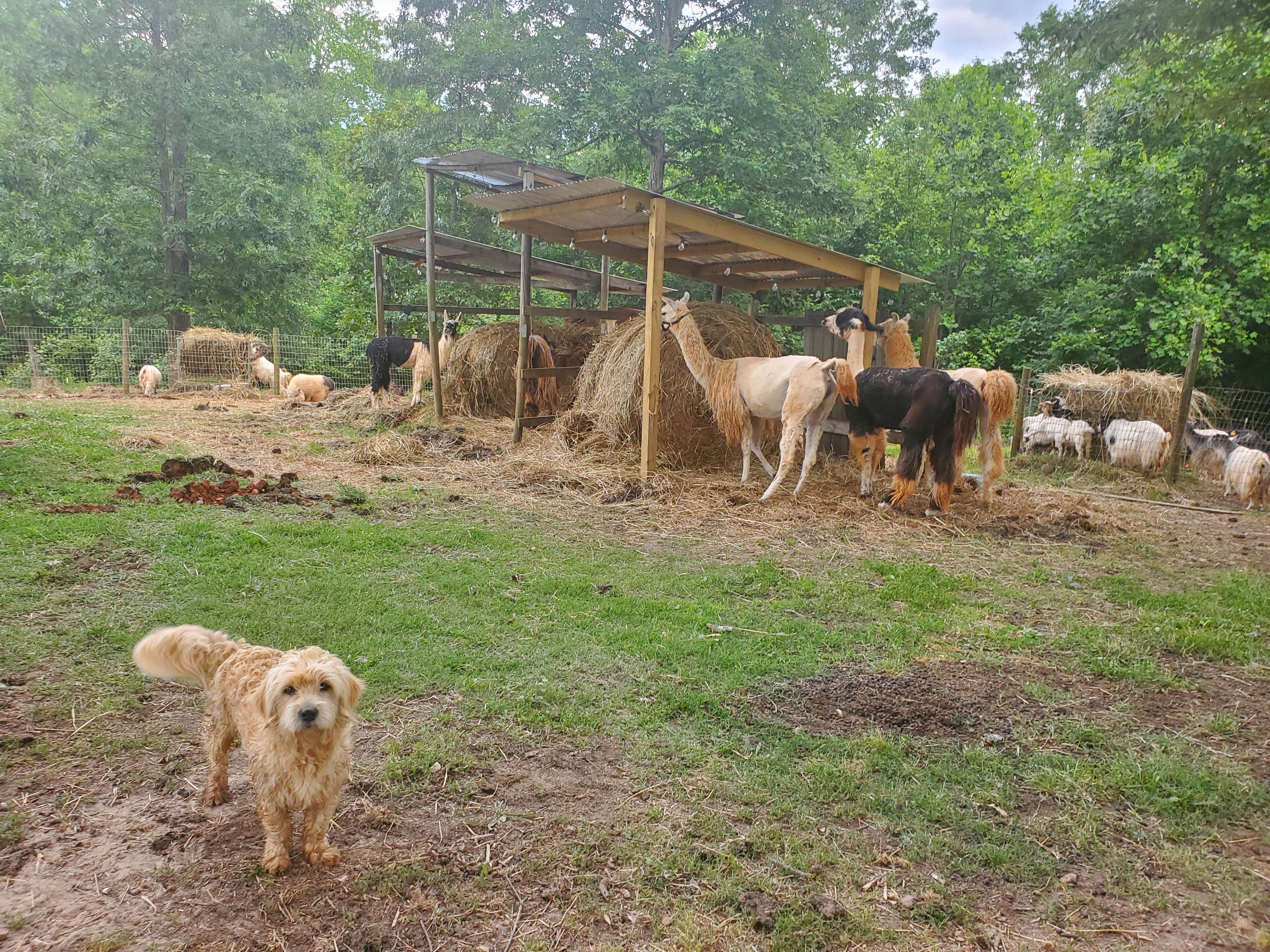 Camper-submitted photo at Llamas on the Loose Farm near Winston, GA