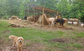 Llamas on the Loose F.'s photo of camping with pets at Llamas on the Loose Farm near Cedartown, GA