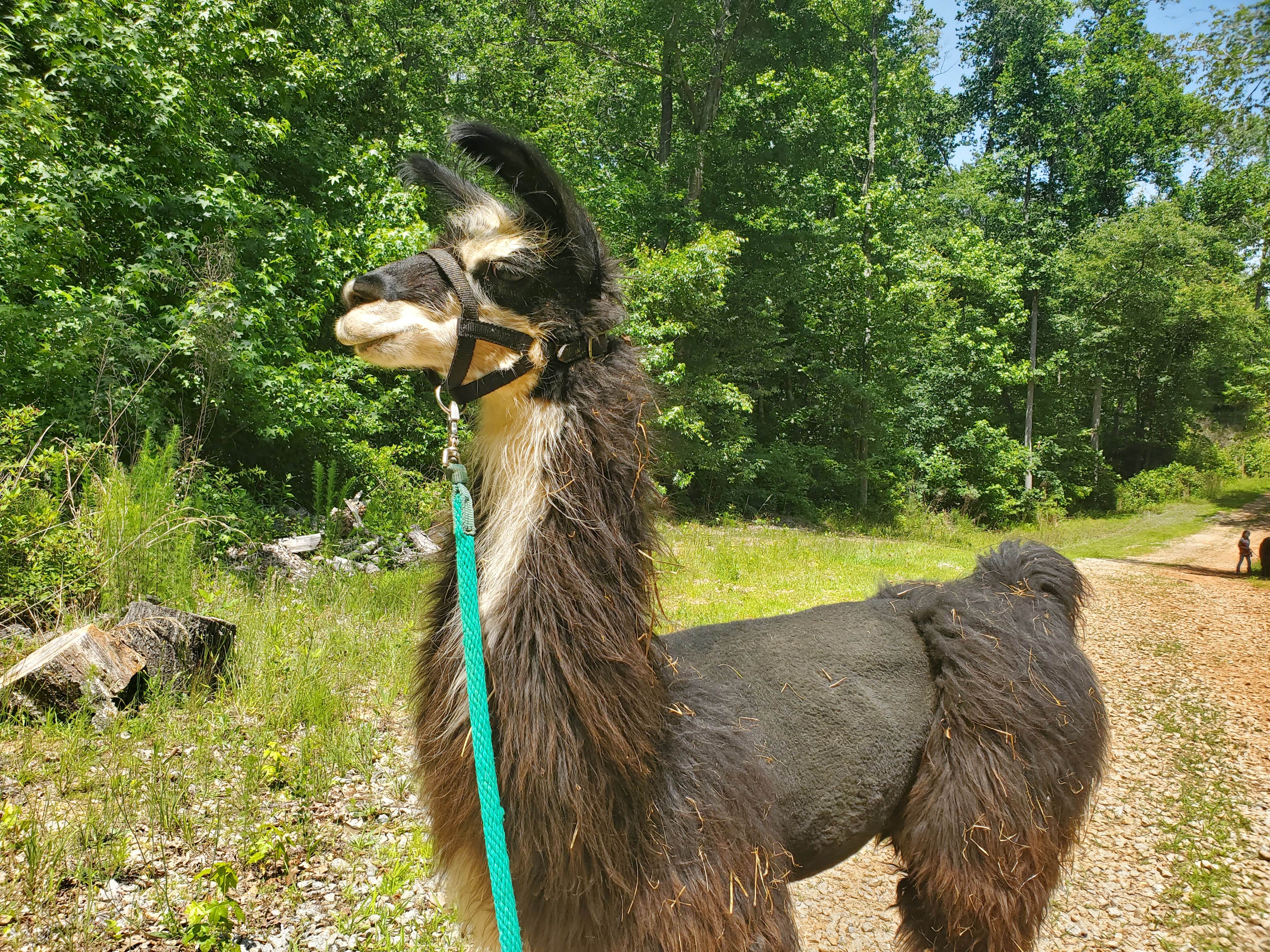 Camper-submitted photo at Llamas on the Loose Farm near Winston, GA