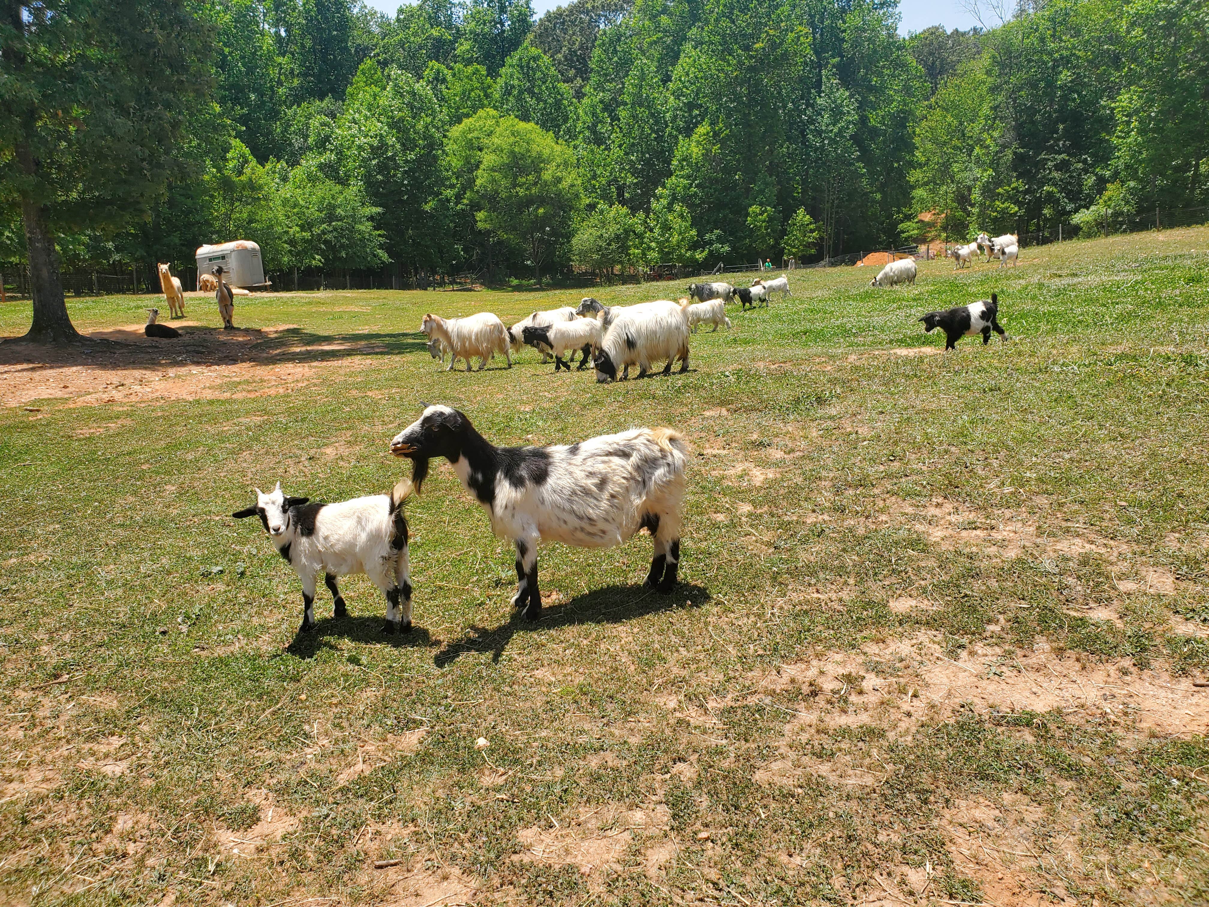 Camper-submitted photo at Llamas on the Loose Farm near Winston, GA