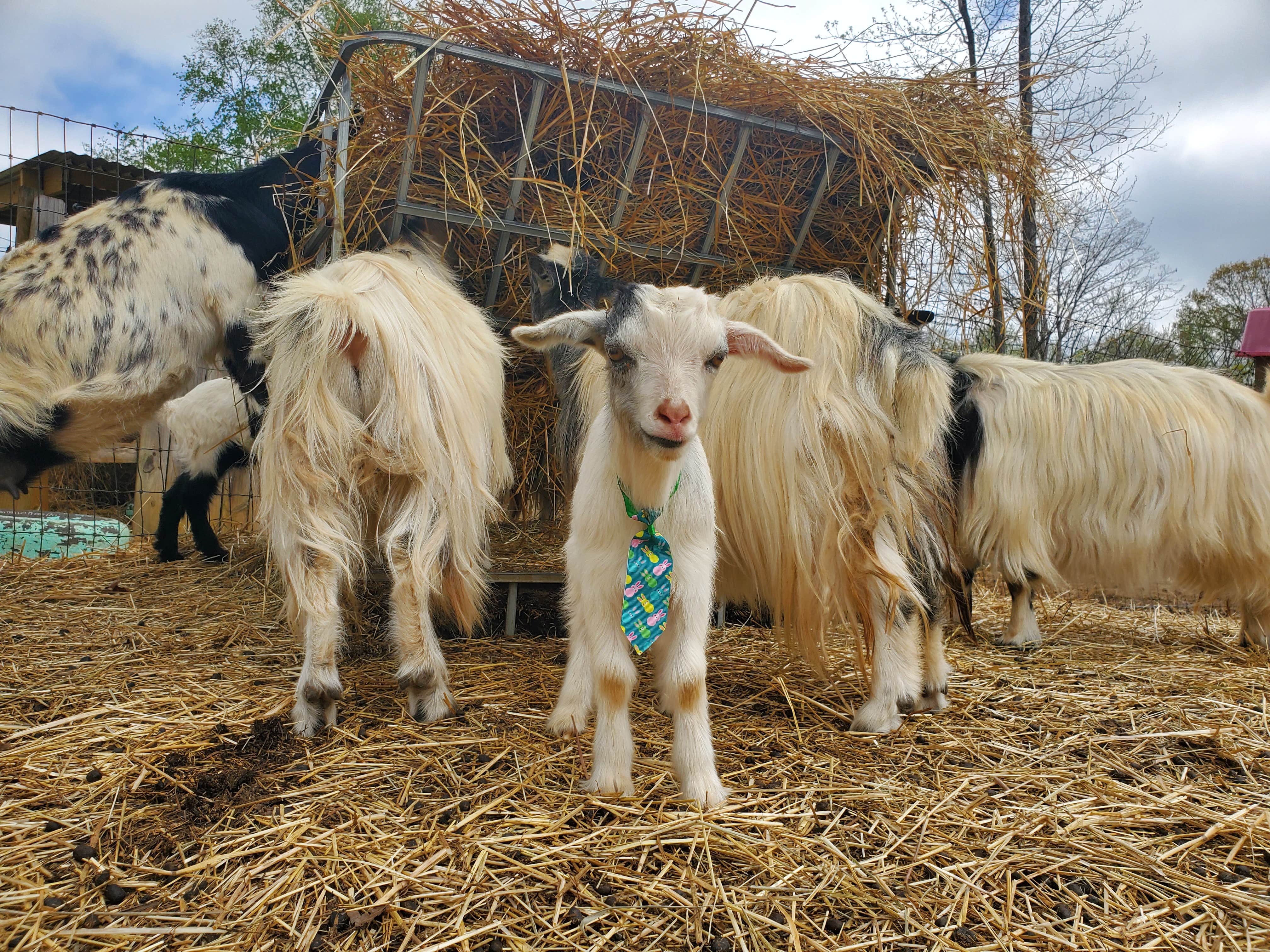 Camper-submitted photo at Llamas on the Loose Farm near Winston, GA