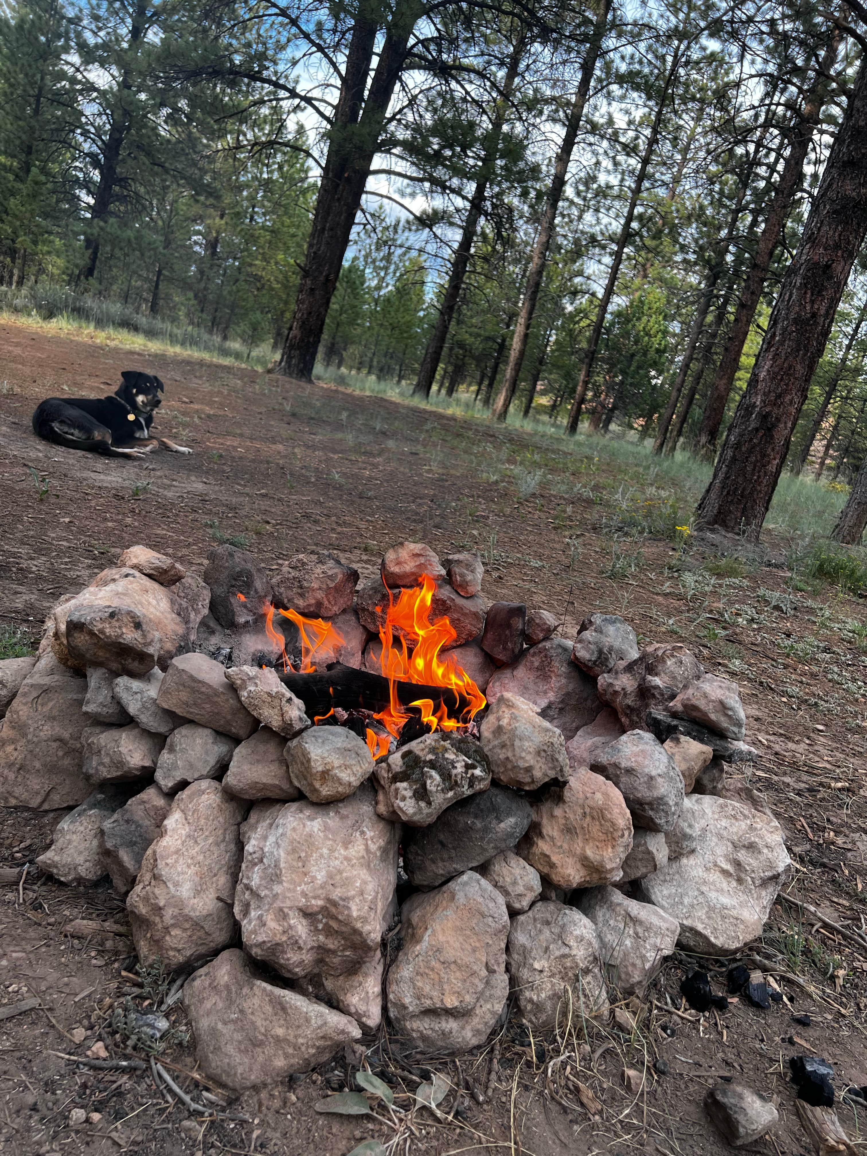 riley W.'s photo of camping with pets at Dave’s Hollow near Bryce Canyon National Park