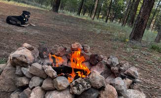 riley W.'s photo of camping with pets at Dave’s Hollow near Bryce Canyon National Park