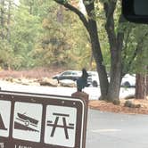 Review photo of McArthur-Burney Falls Memorial State Park Campground by Christy C., October 25, 2018