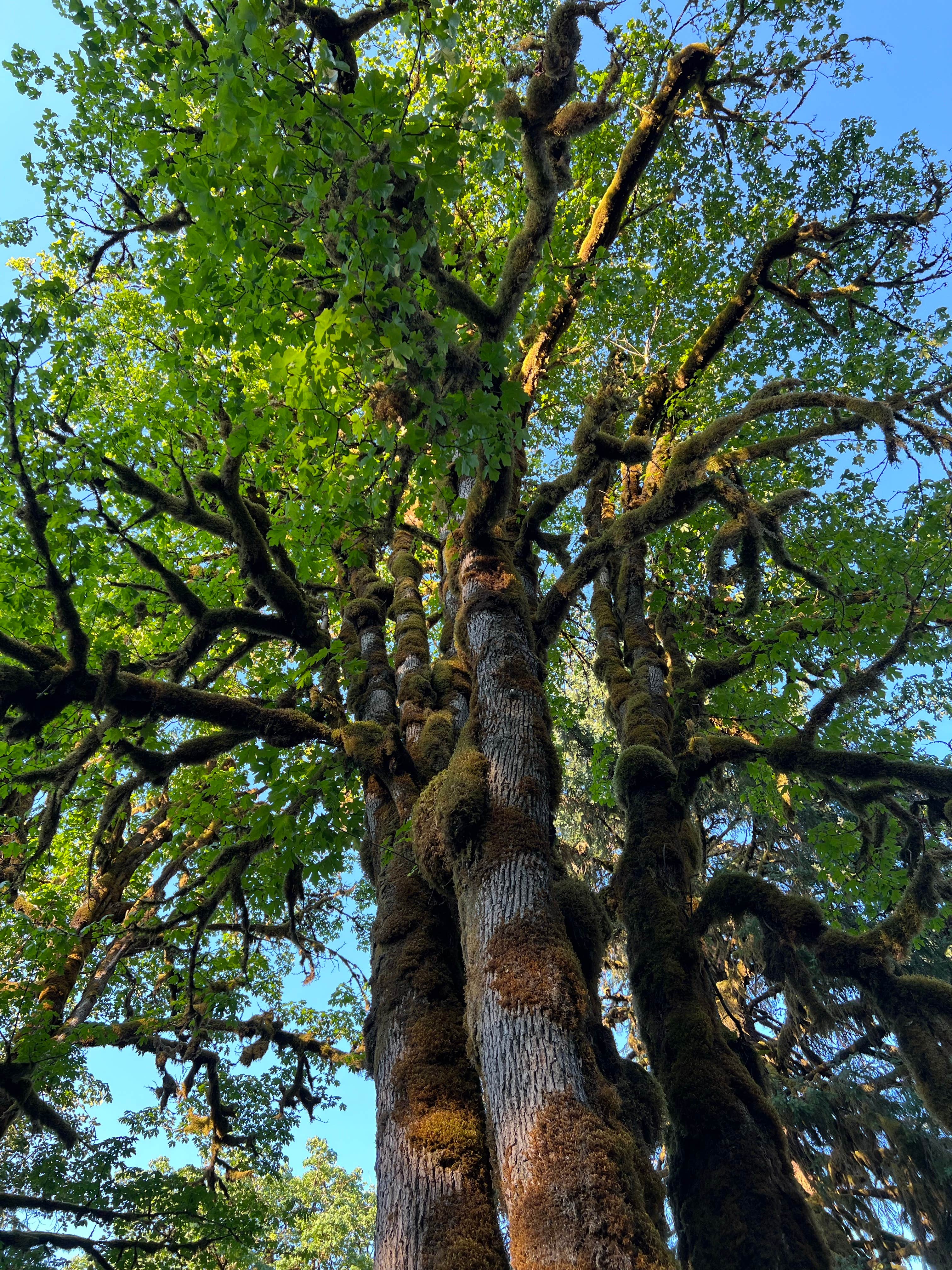 Camper-submitted photo at Masonic Family Park near Granite Falls, WA