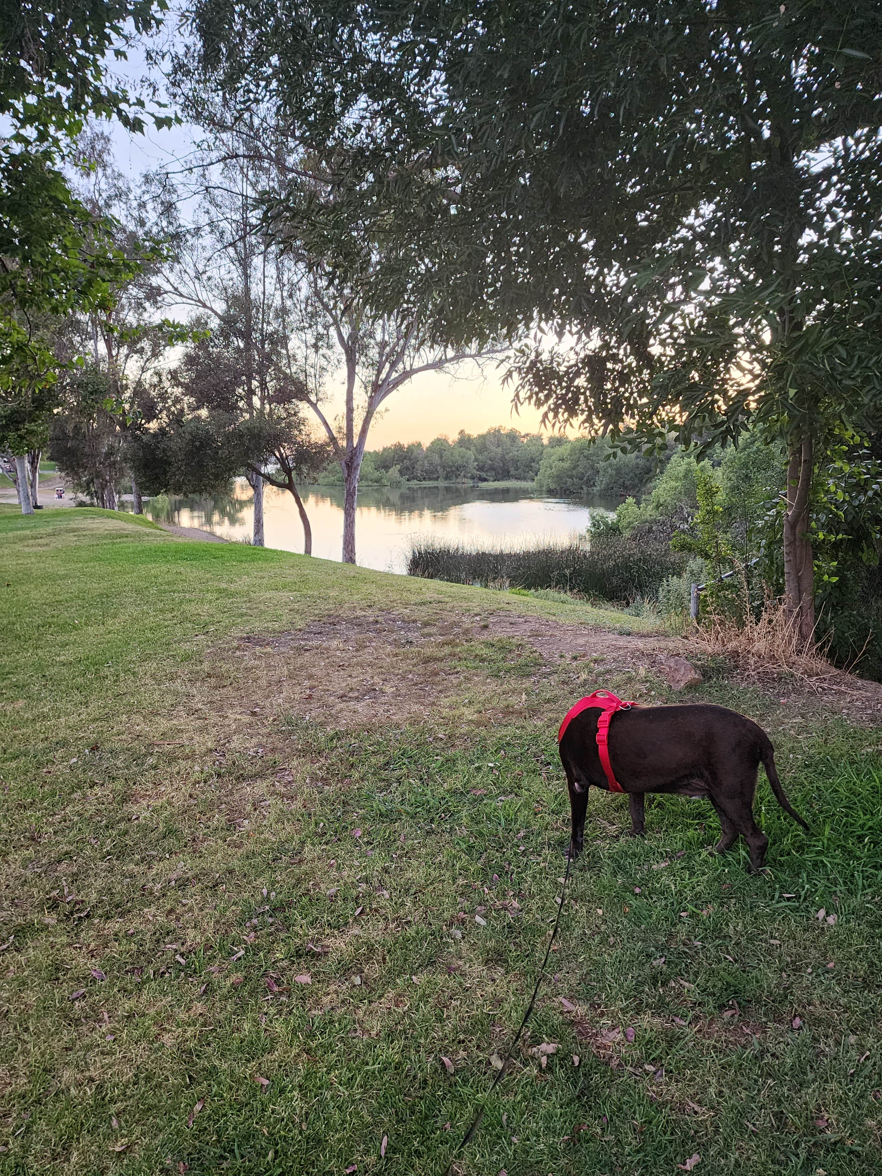 Nomad 3.'s photo of camping with pets at Bonelli Bluffs near Pasadena, CA