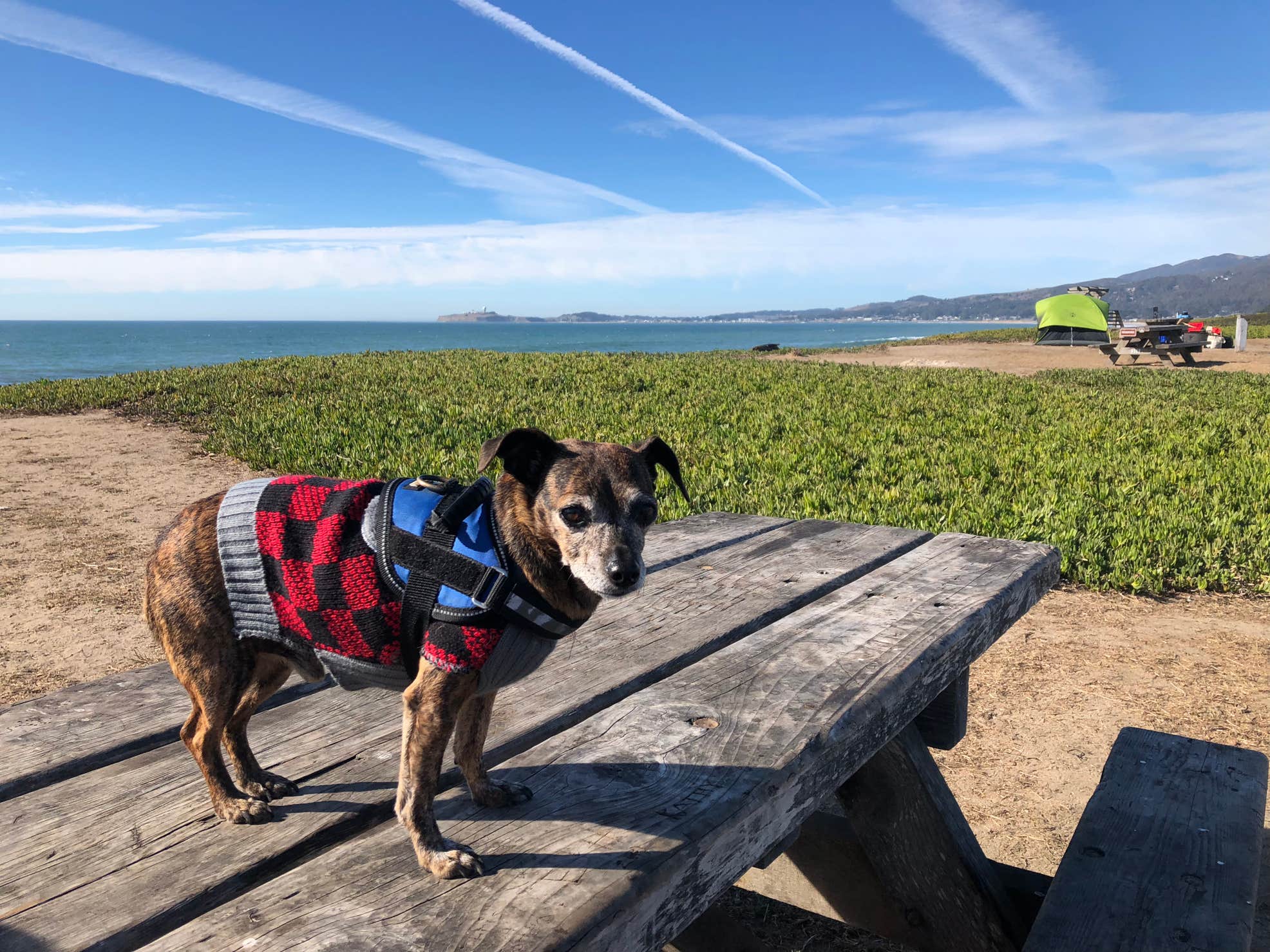 Small dog stands on top of a picnic table at Francis Bay Campground